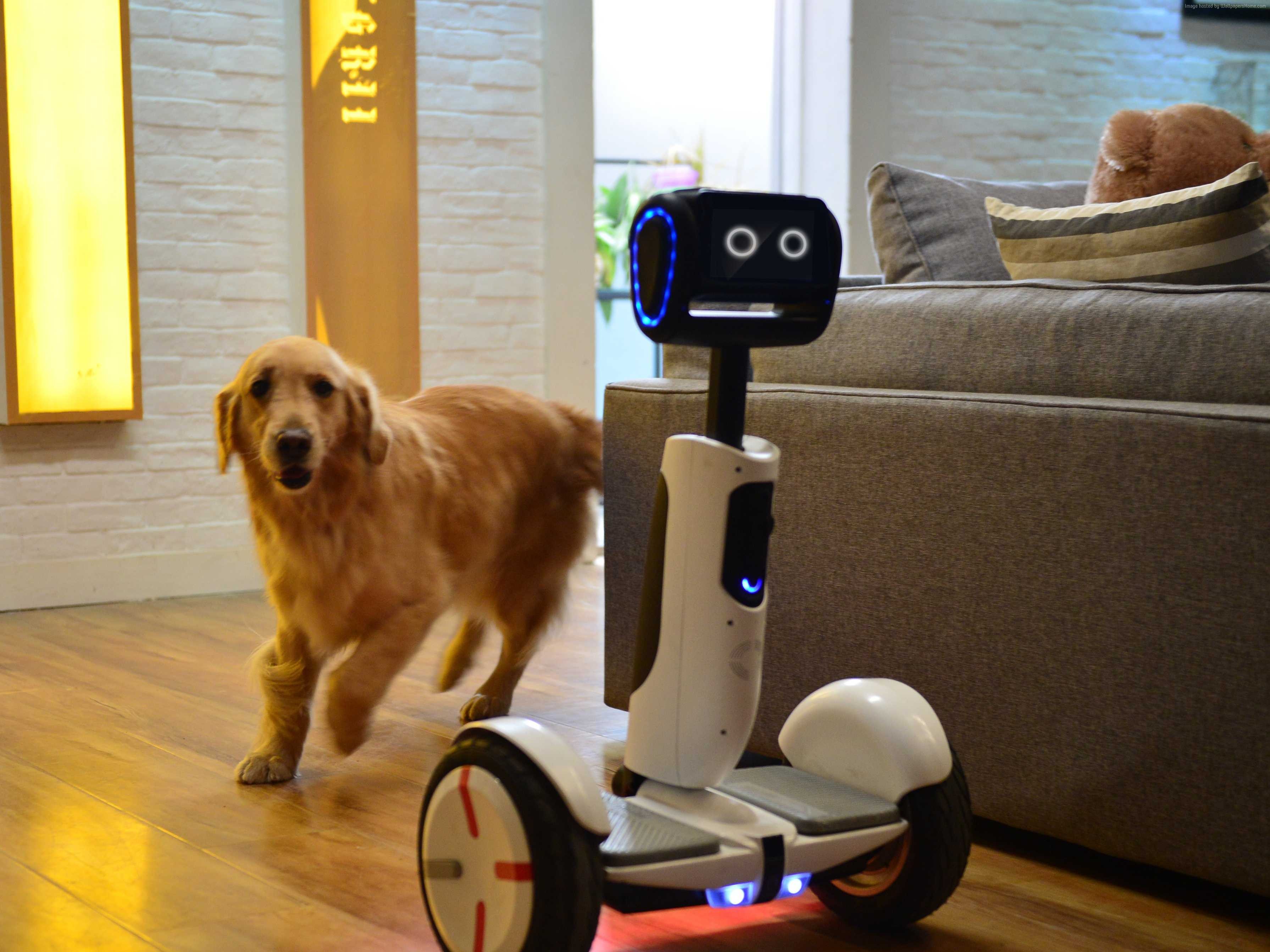 Intel Hoverboard Butler robot with Golden Retriever HD Wallpaper