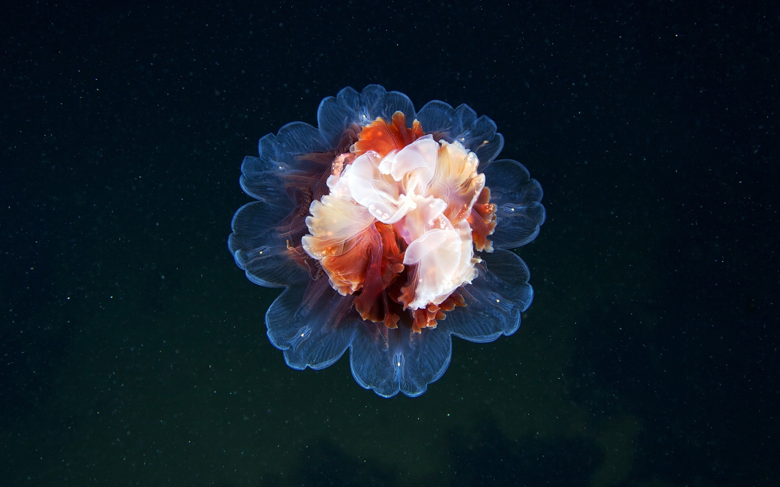 A lion's mane jellyfish with a flower-like bell HD Wallpaper