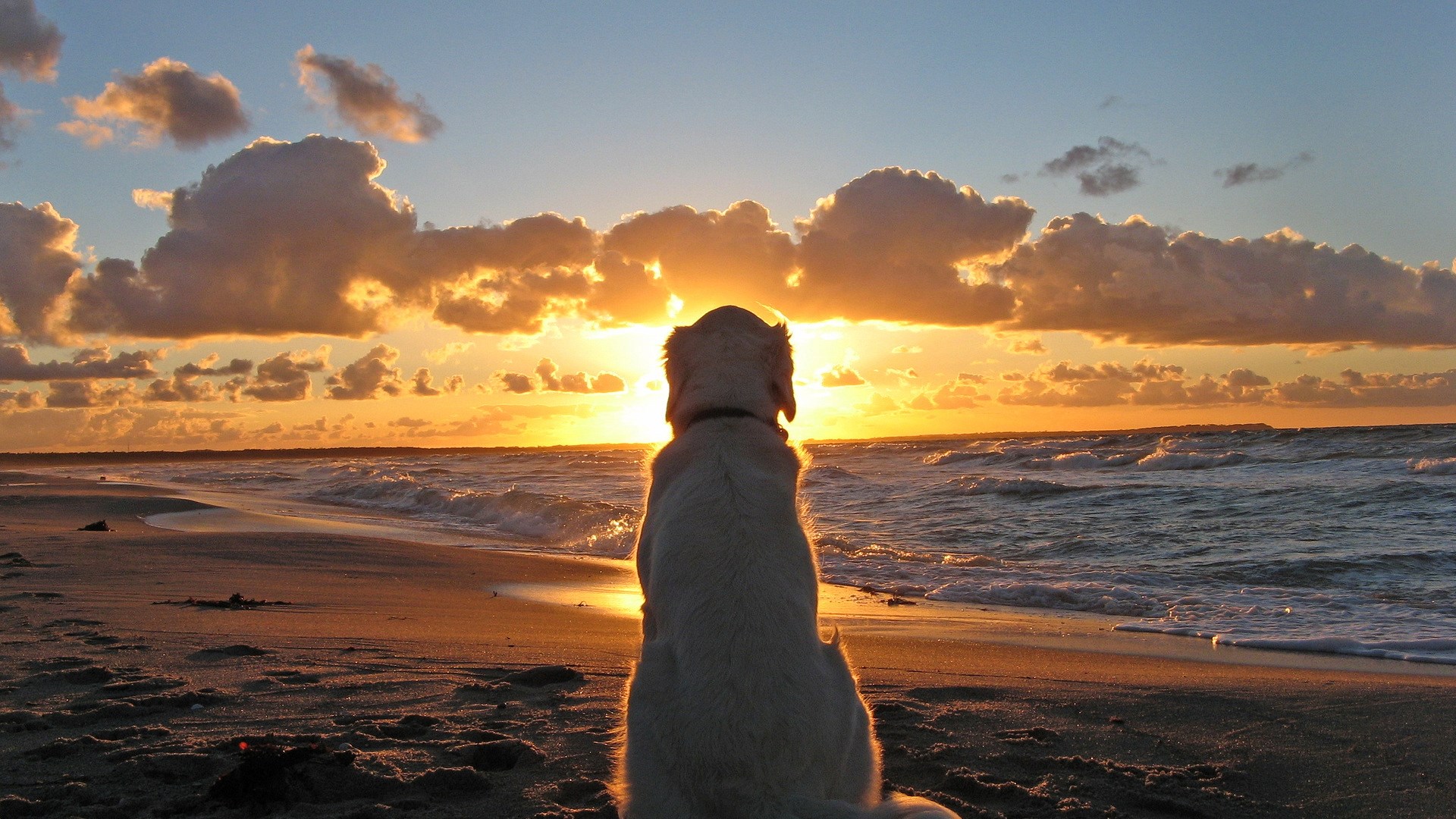 Dog watching sunset on the beach HD Wallpaper