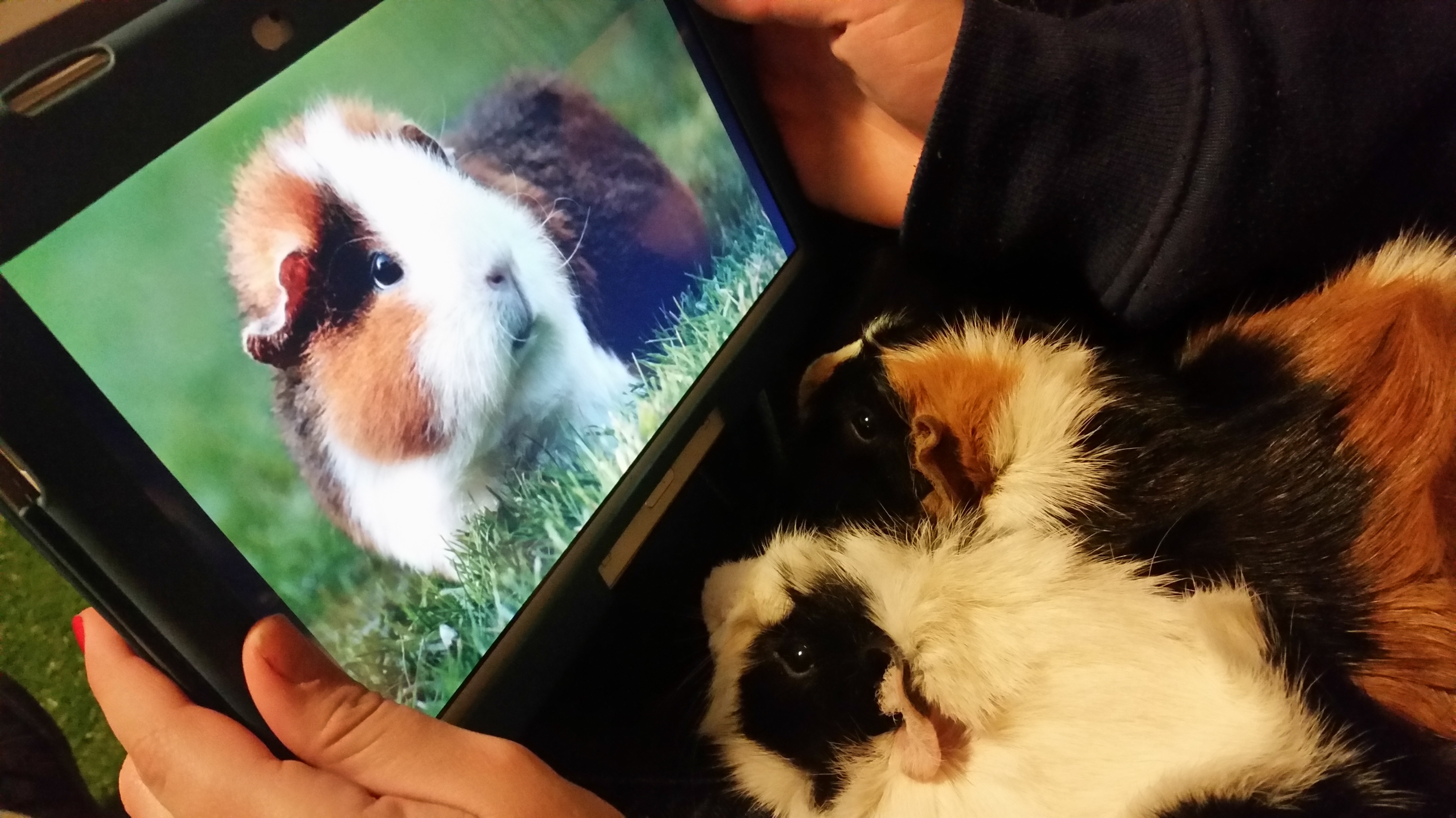 Guinea pigs looking at a tablet screen with a guinea pig image HD Wallpaper