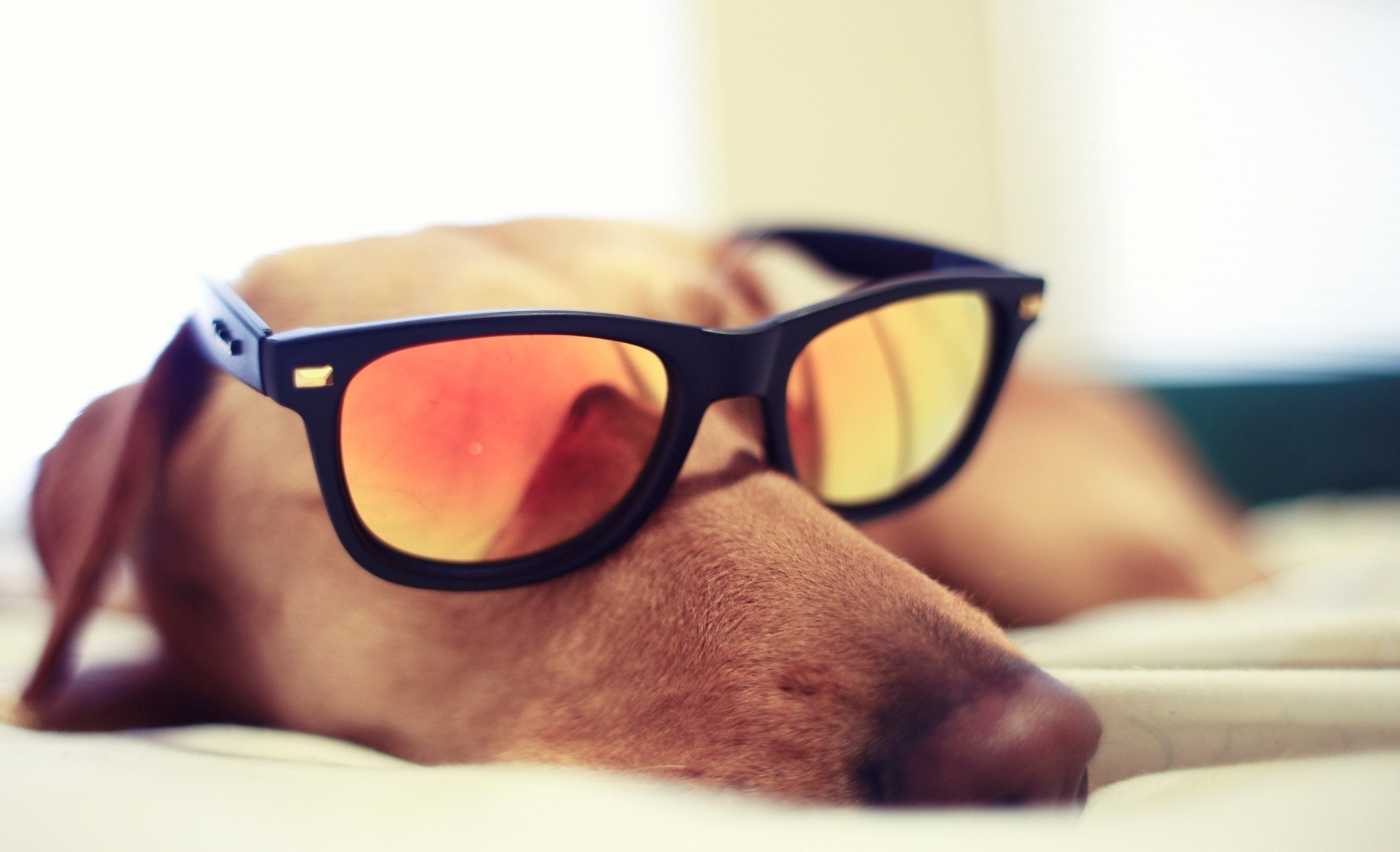 Dachshund dog wearing sunglasses HD Wallpaper