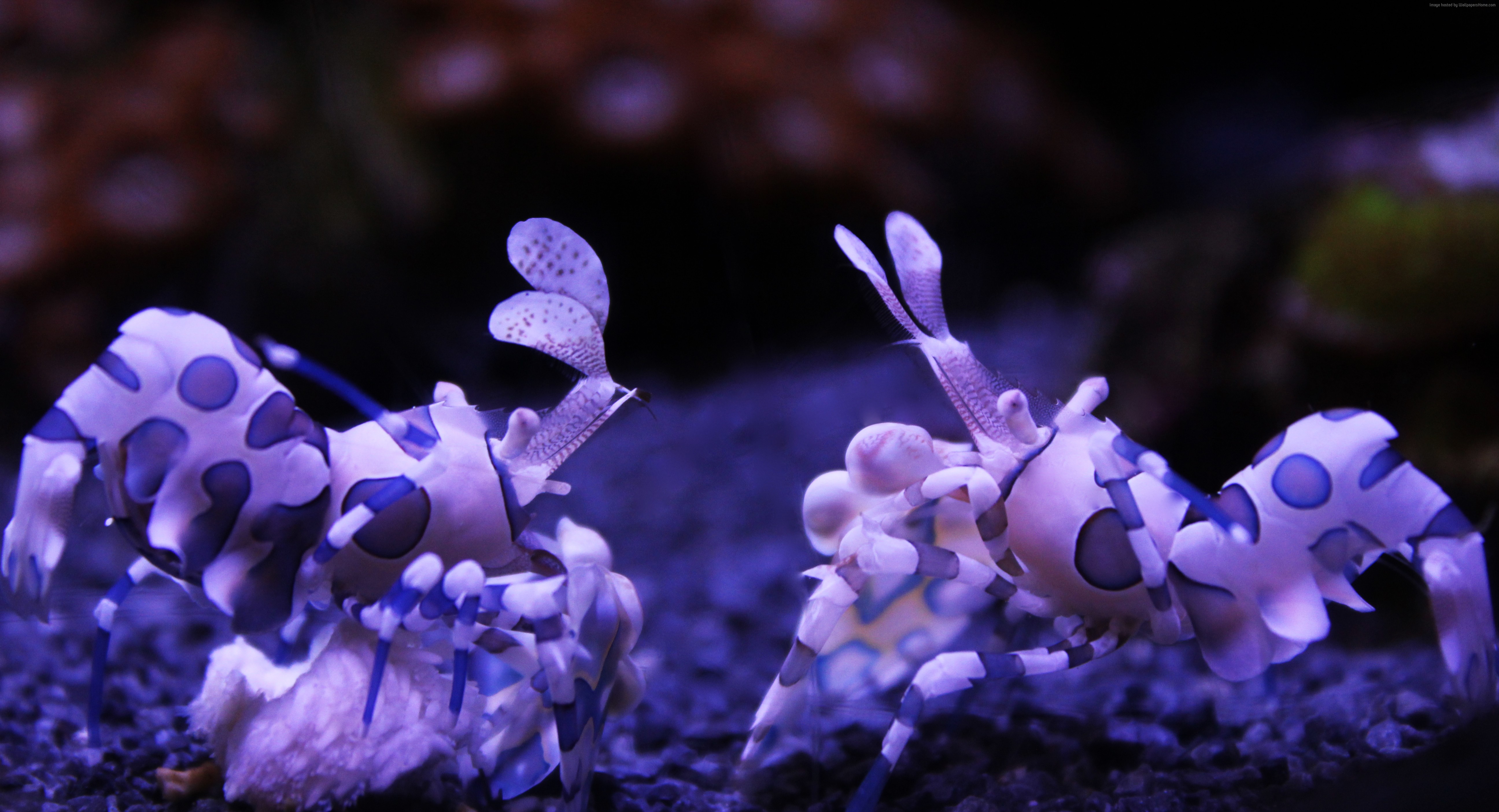 Two Harlequin Shrimp Underwater HD Wallpaper