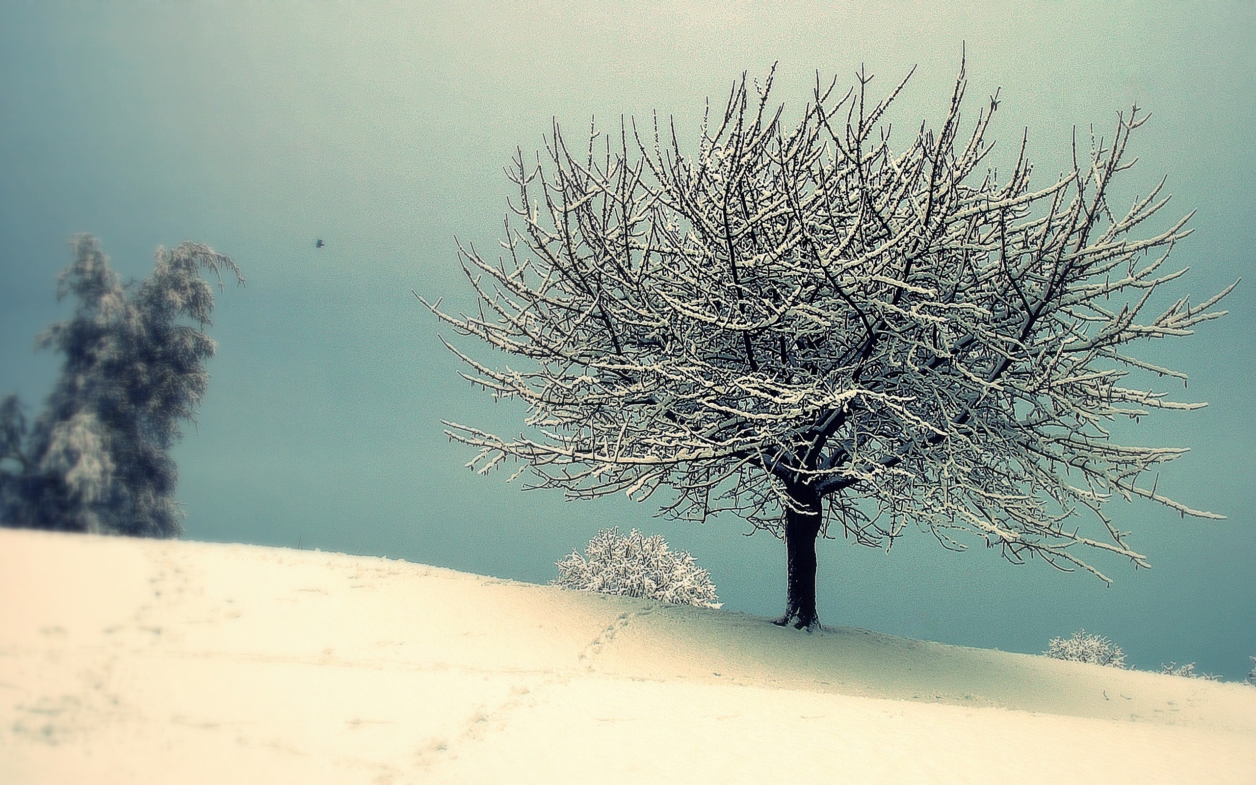 Snow-covered tree on a hill under a pale sky HD Wallpaper