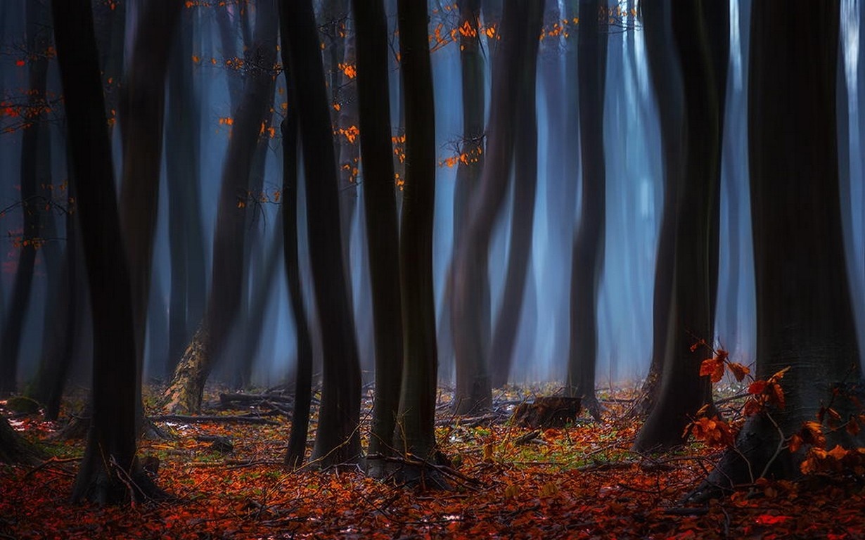 Misty forest with autumn leaves and sunlight HD Wallpaper