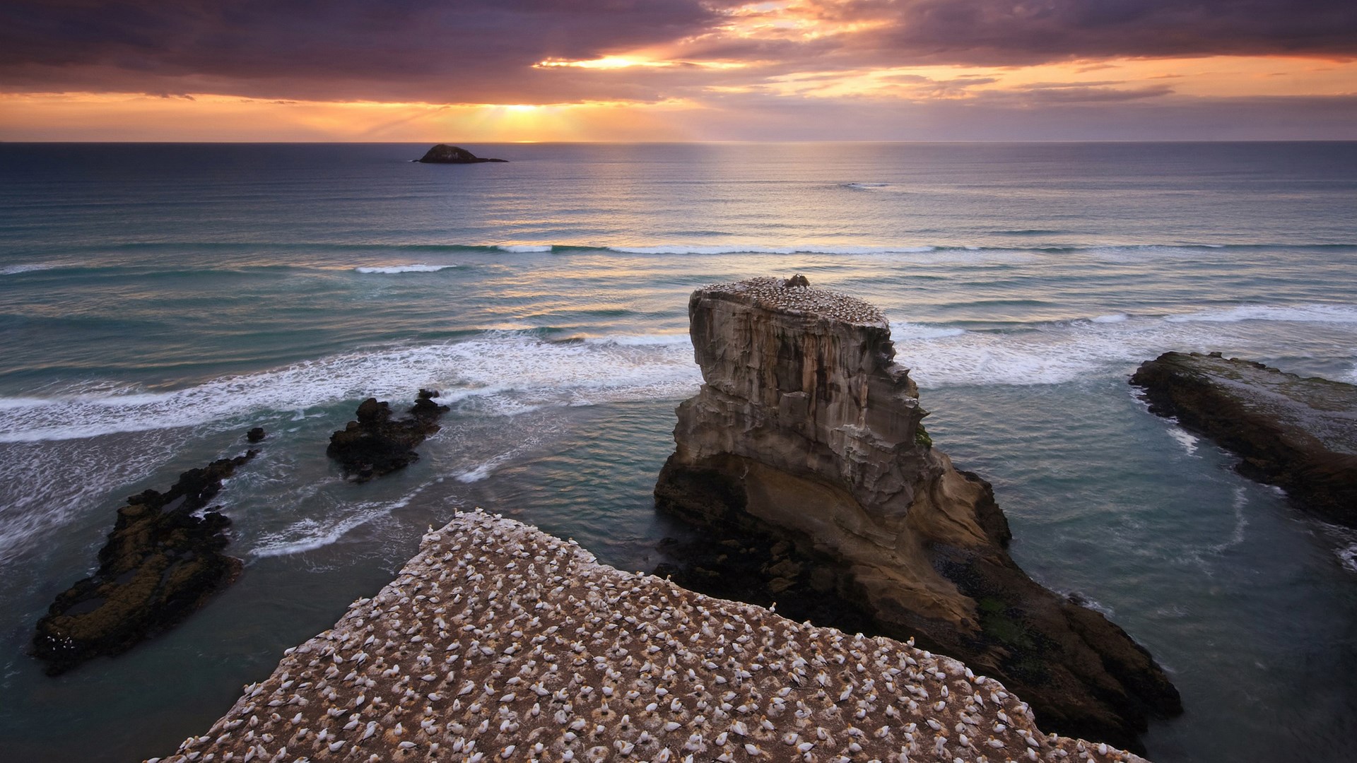 Gannet colony on Muriwai Beach cliffs at sunset HD Wallpaper