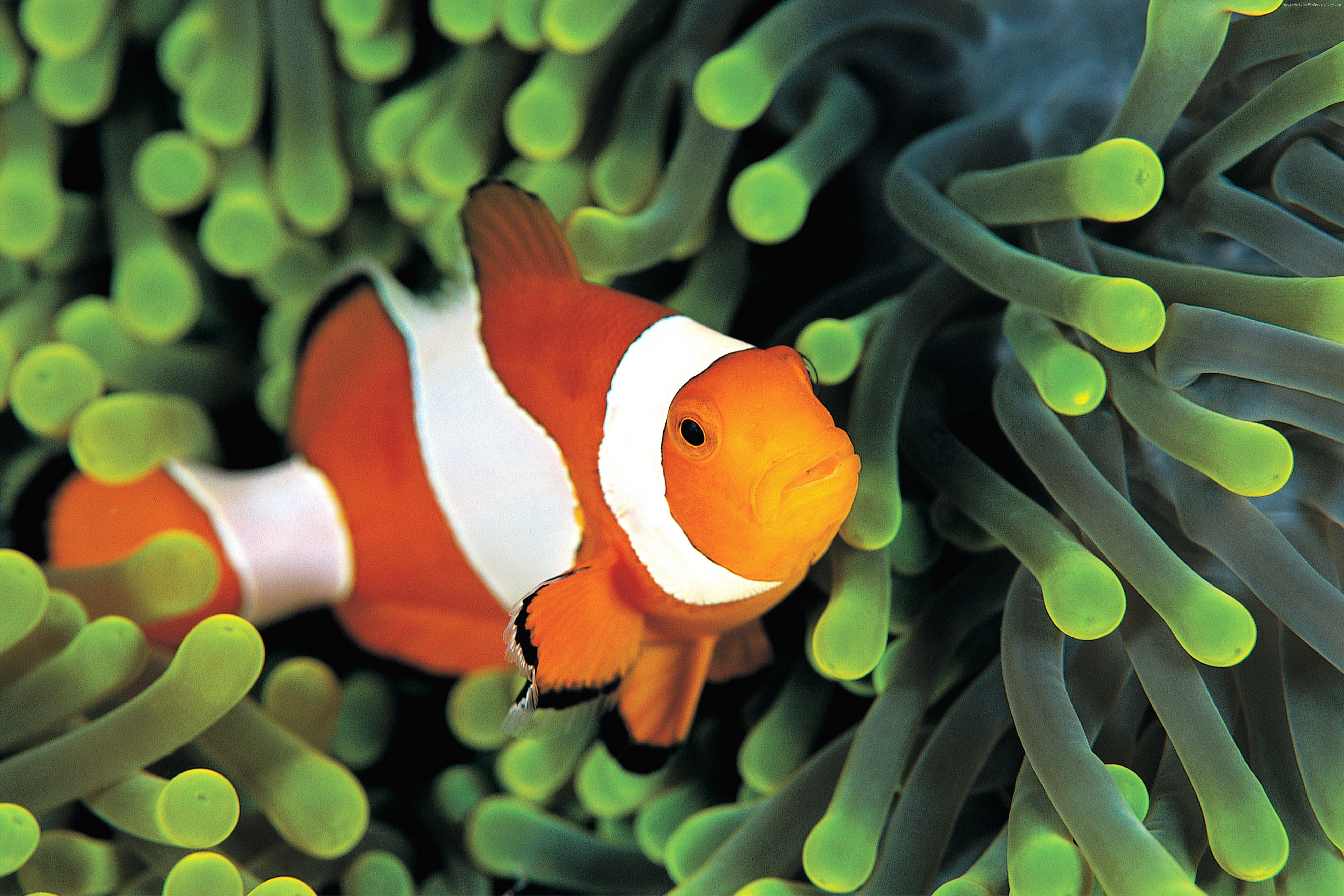 Clownfish in anemone underwater HD Wallpaper