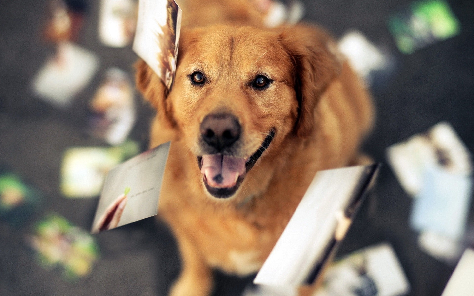Golden Retriever dog with photos flying around HD Wallpaper