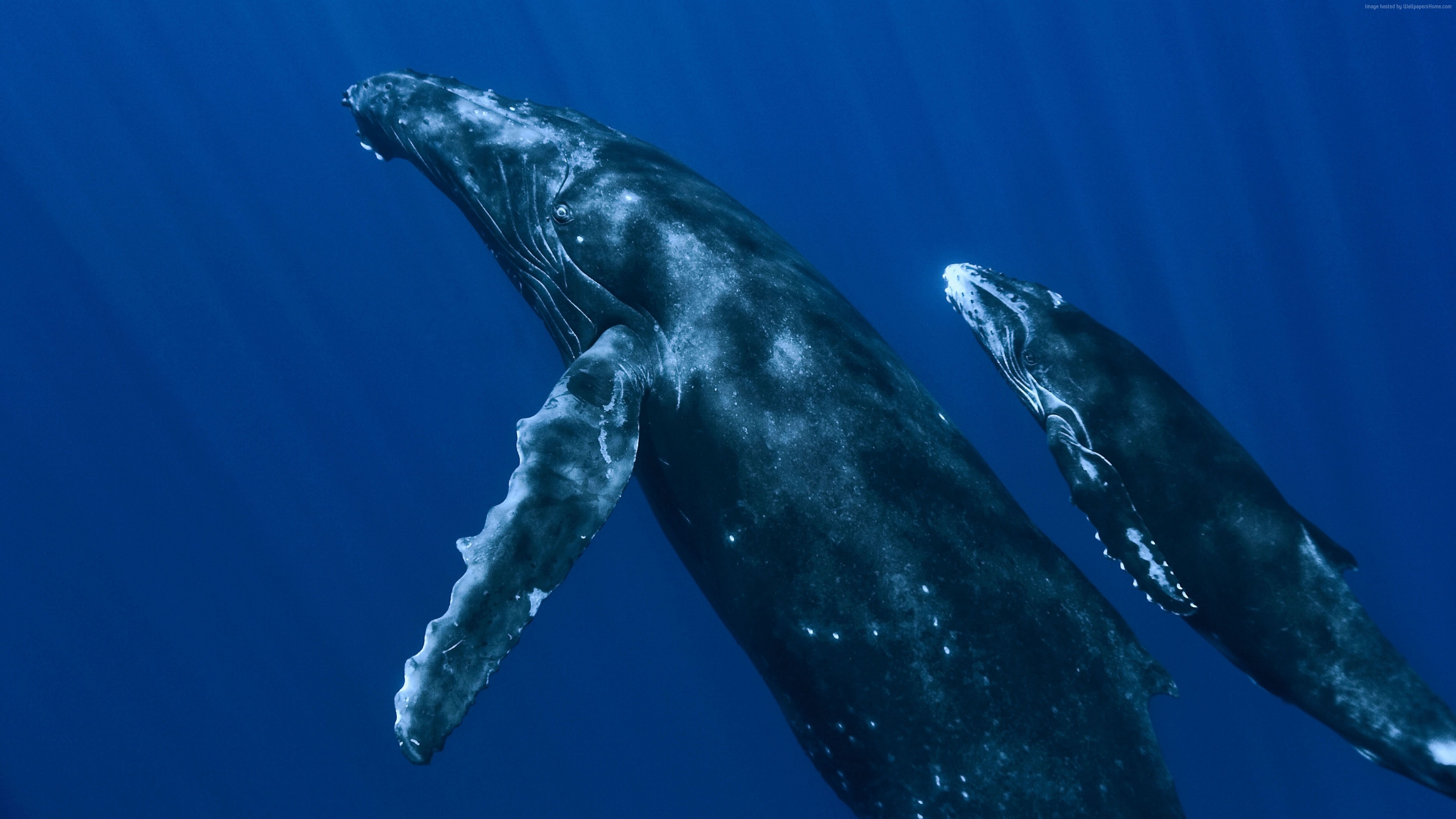 Two Humpback Whales Swimming Underwater HD Wallpaper