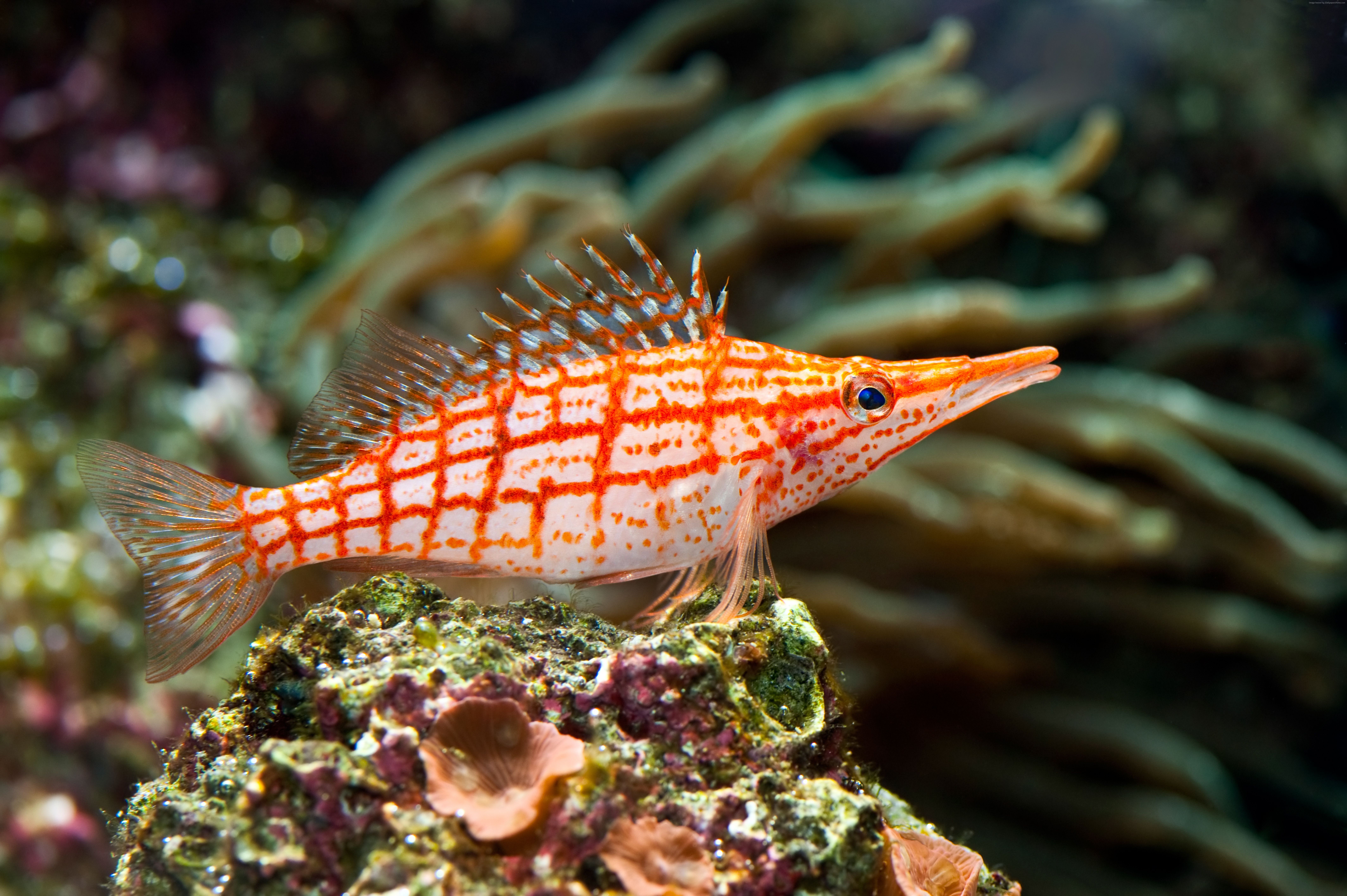 Longnose Hawkfish on Coral Reef HD Wallpaper