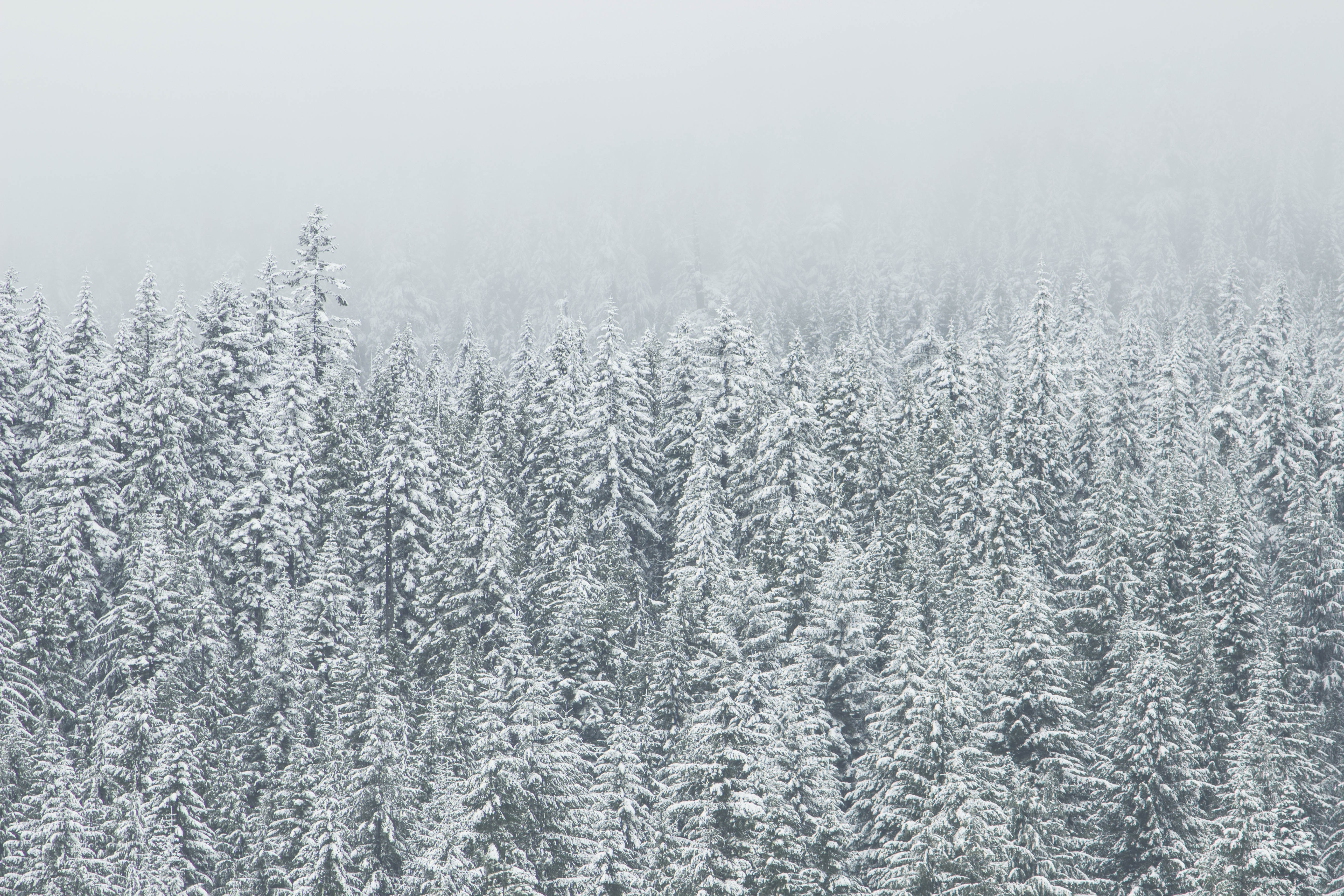 Snow-covered evergreen forest in mist HD Wallpaper