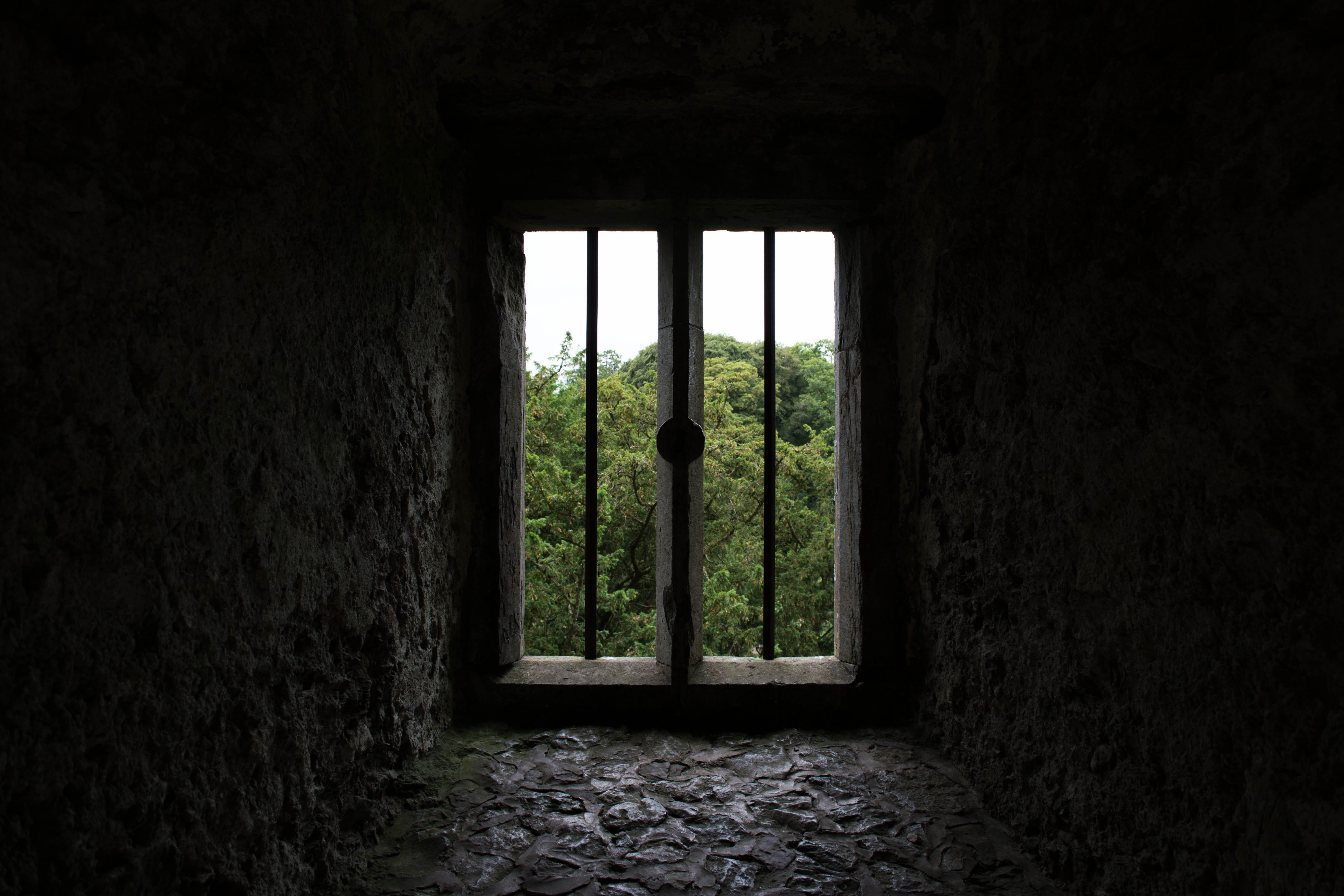 View through a barred window of a forest HD Wallpaper