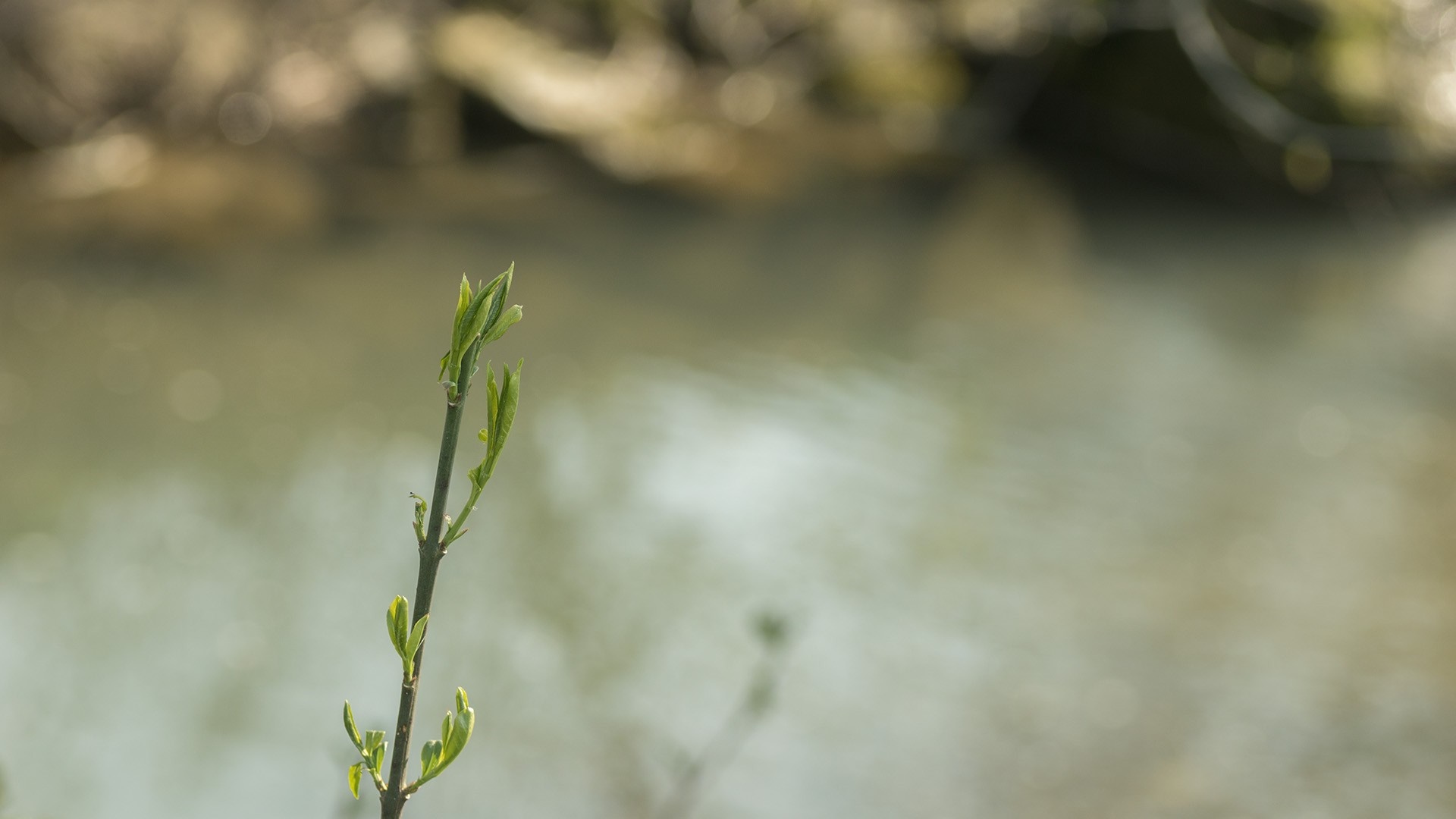 Green plant sprout with water in the background HD Wallpaper