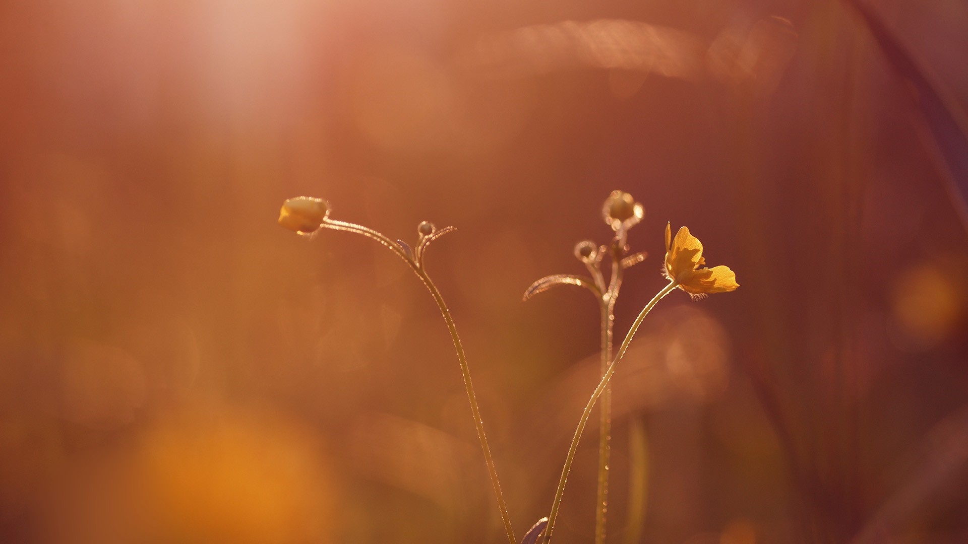 Yellow wildflowers in soft sunlight HD Wallpaper