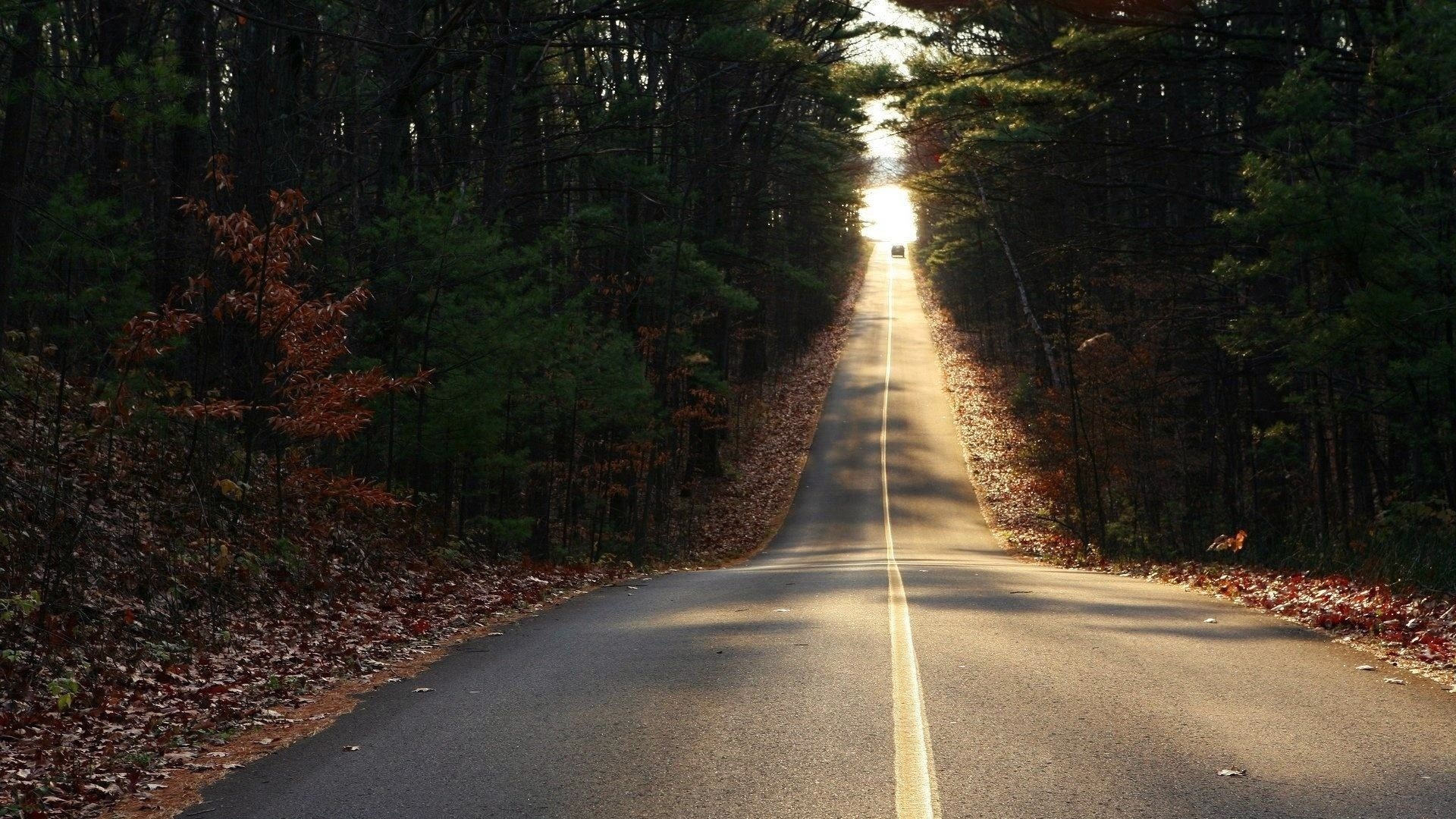Road through a forest with sunlight and autumn leaves HD Wallpaper