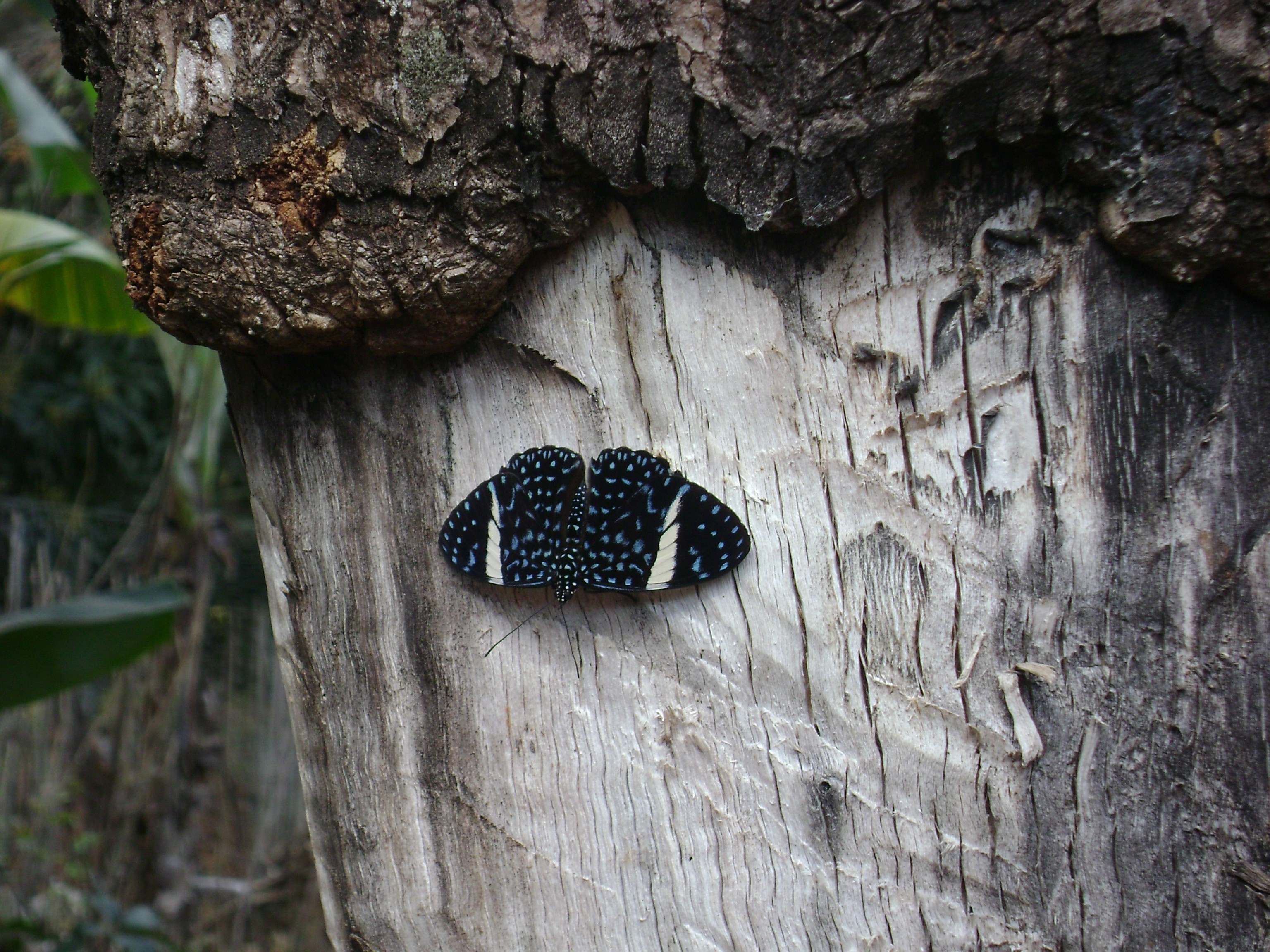 Butterfly on a tree trunk HD Wallpaper