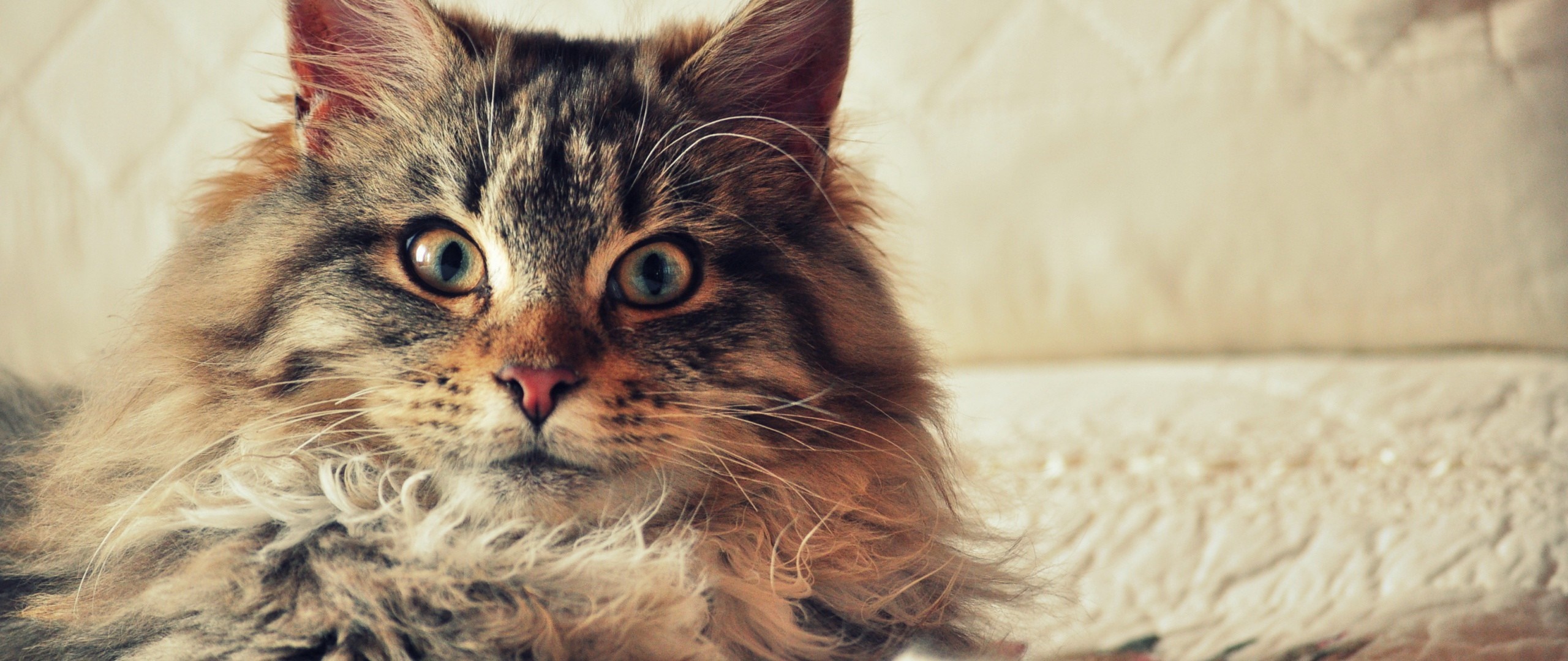 Close up of a long-haired tabby cat HD Wallpaper