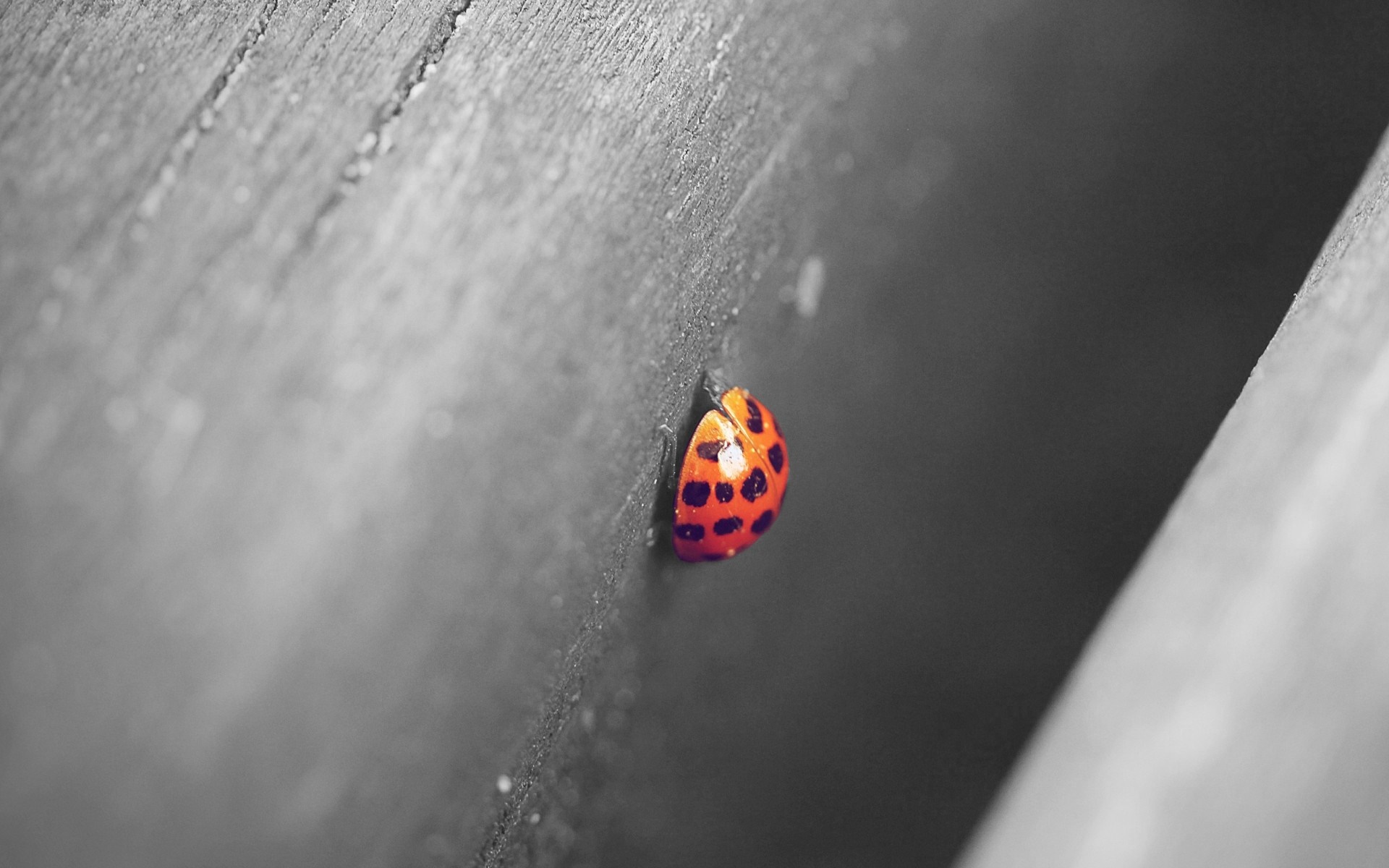 Close-up of a ladybug on a wooden surface HD Wallpaper
