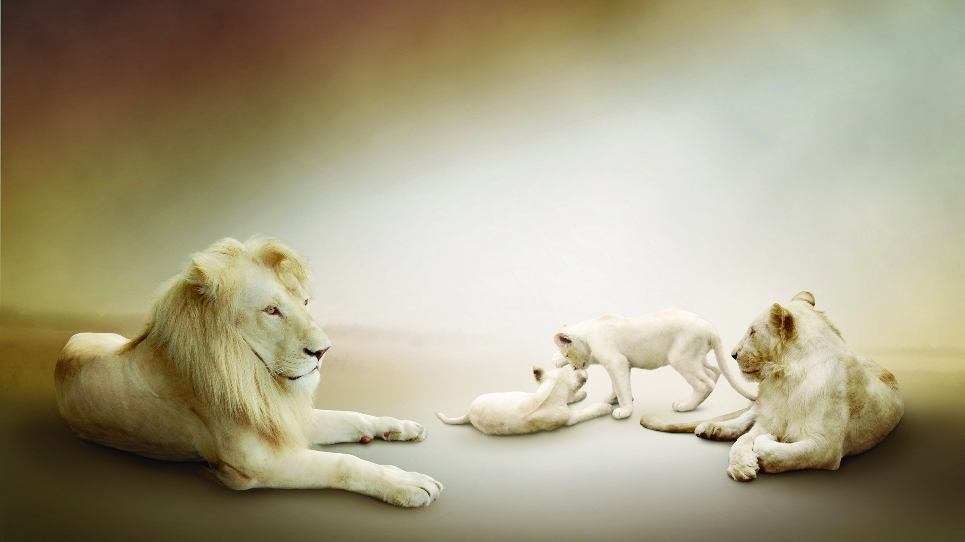 White lions family resting in a hazy landscape HD Wallpaper