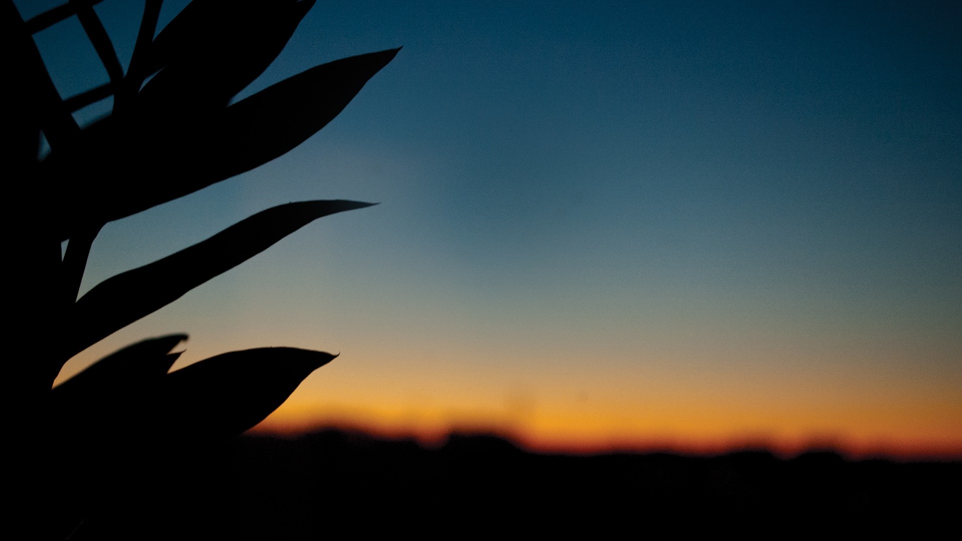 Silhouette of leaves against a sunset sky HD Wallpaper
