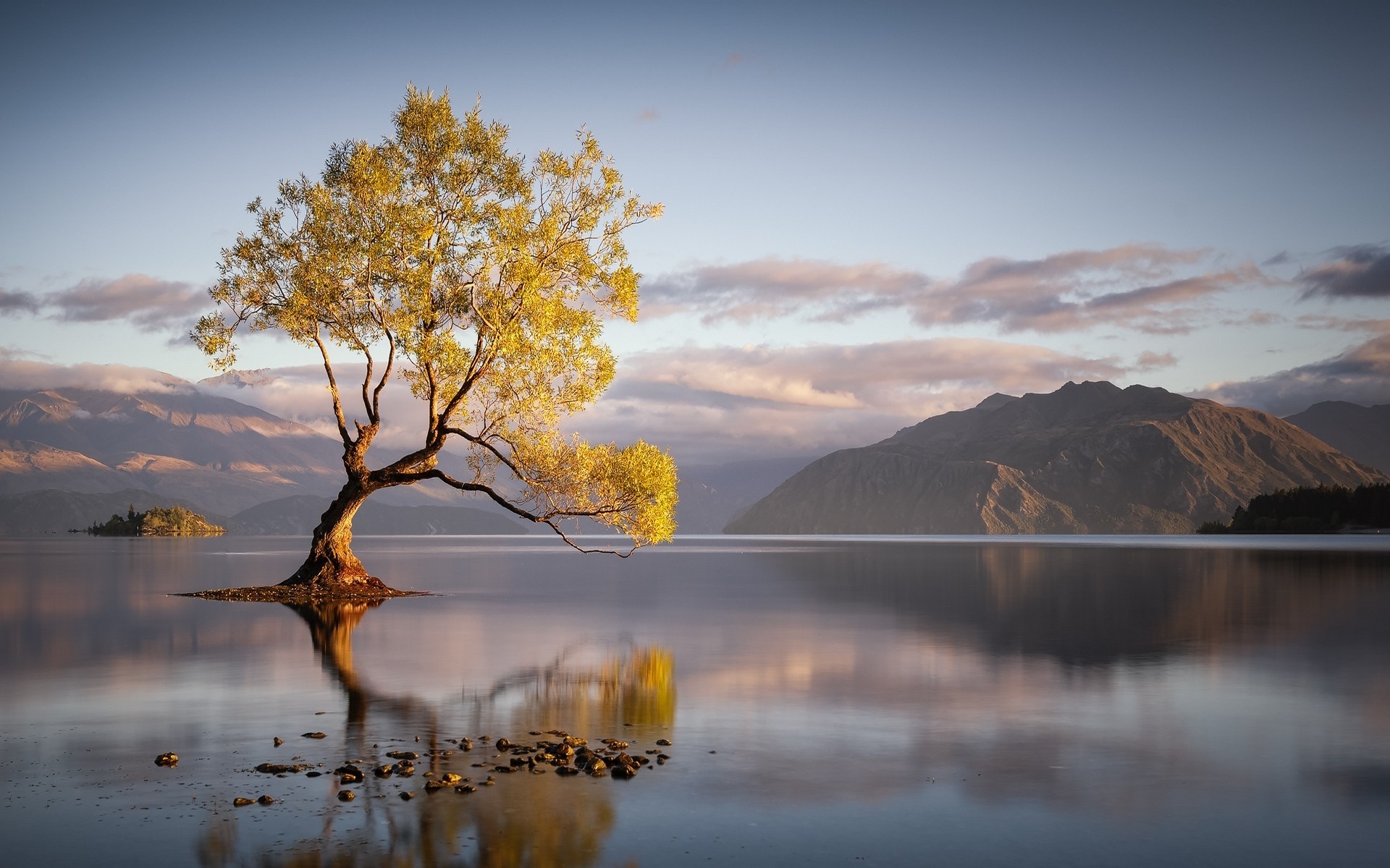 Lone tree in a lake with mountains at sunrise HD Wallpaper
