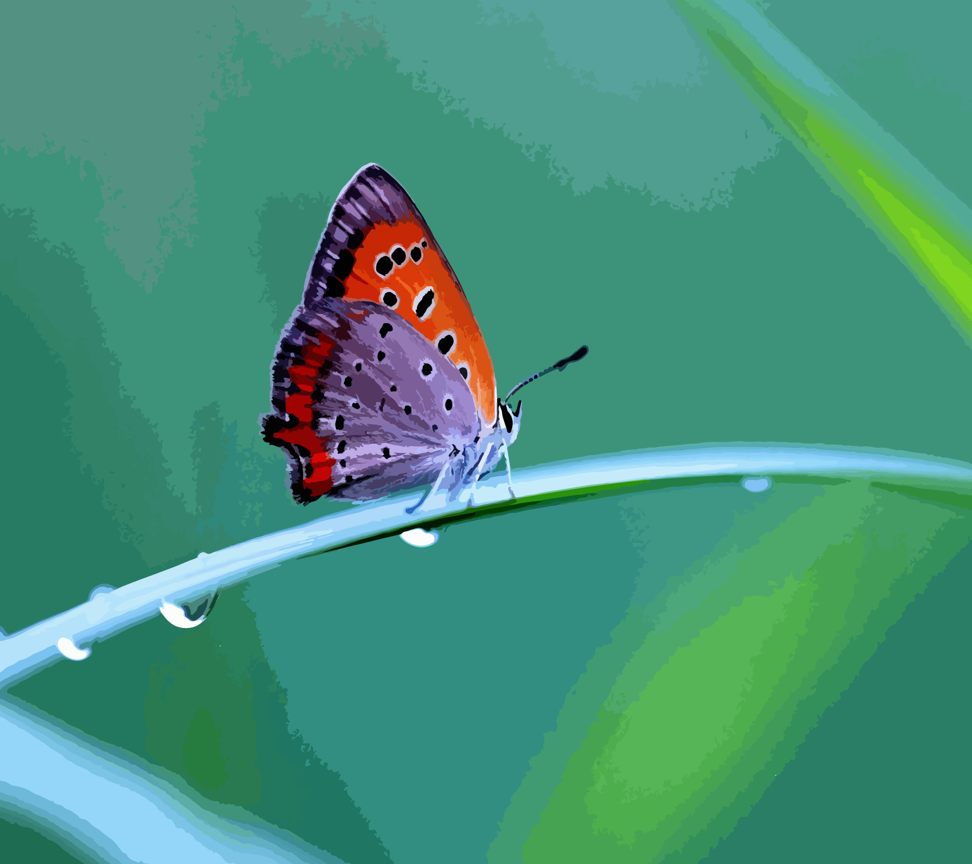 Butterfly on a blade of grass with water droplets HD Wallpaper