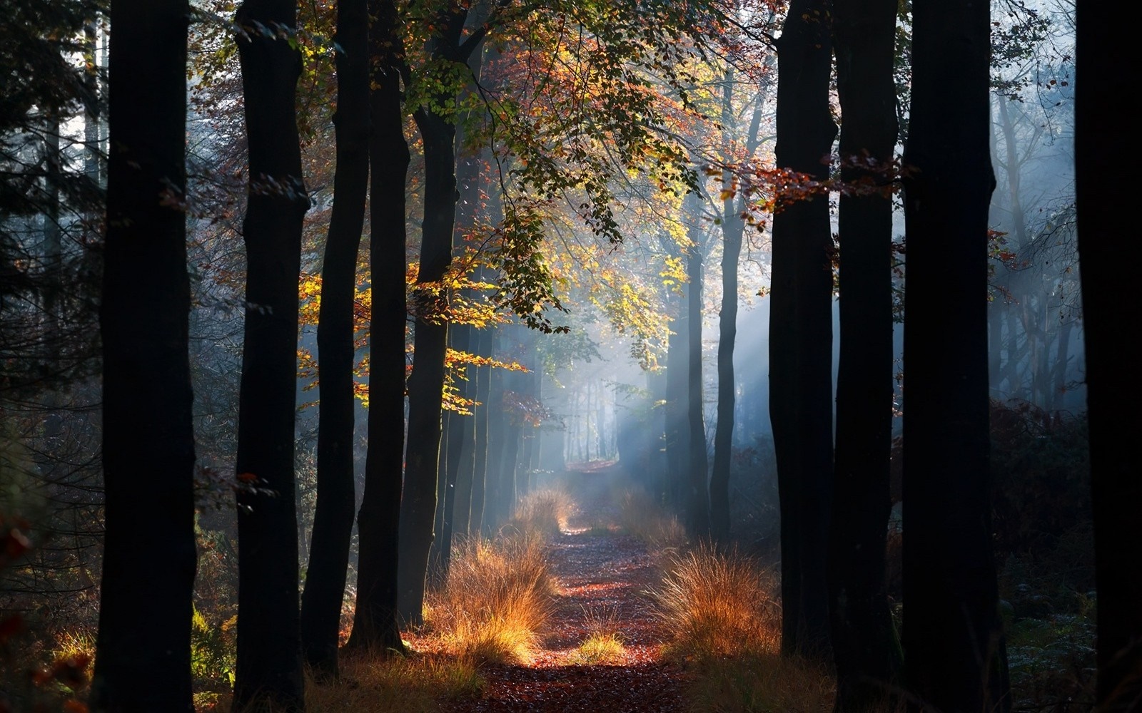 Sunlight filtering through trees on an autumn forest path HD Wallpaper