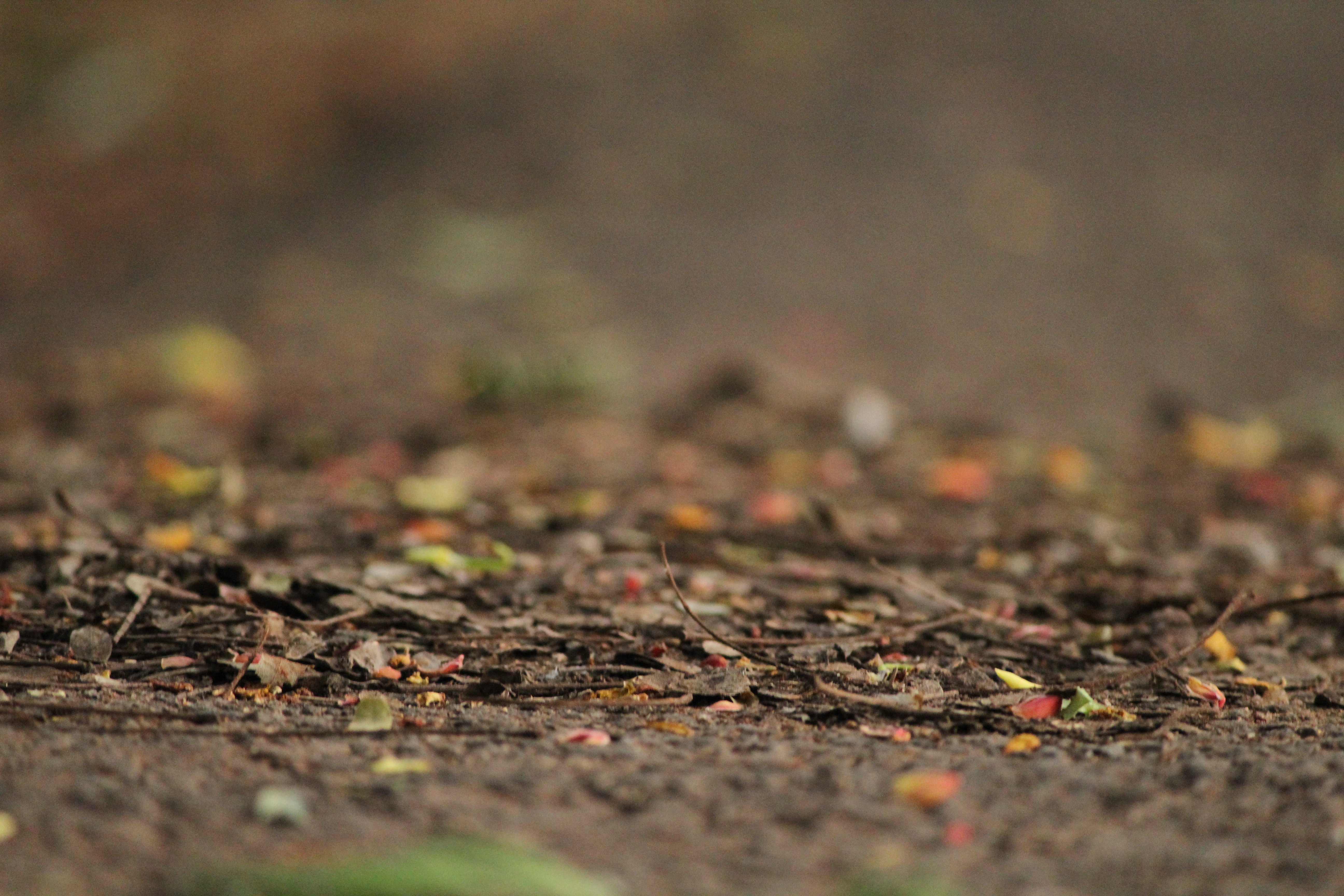 Close-up of forest floor with fallen leaves and twigs HD Wallpaper