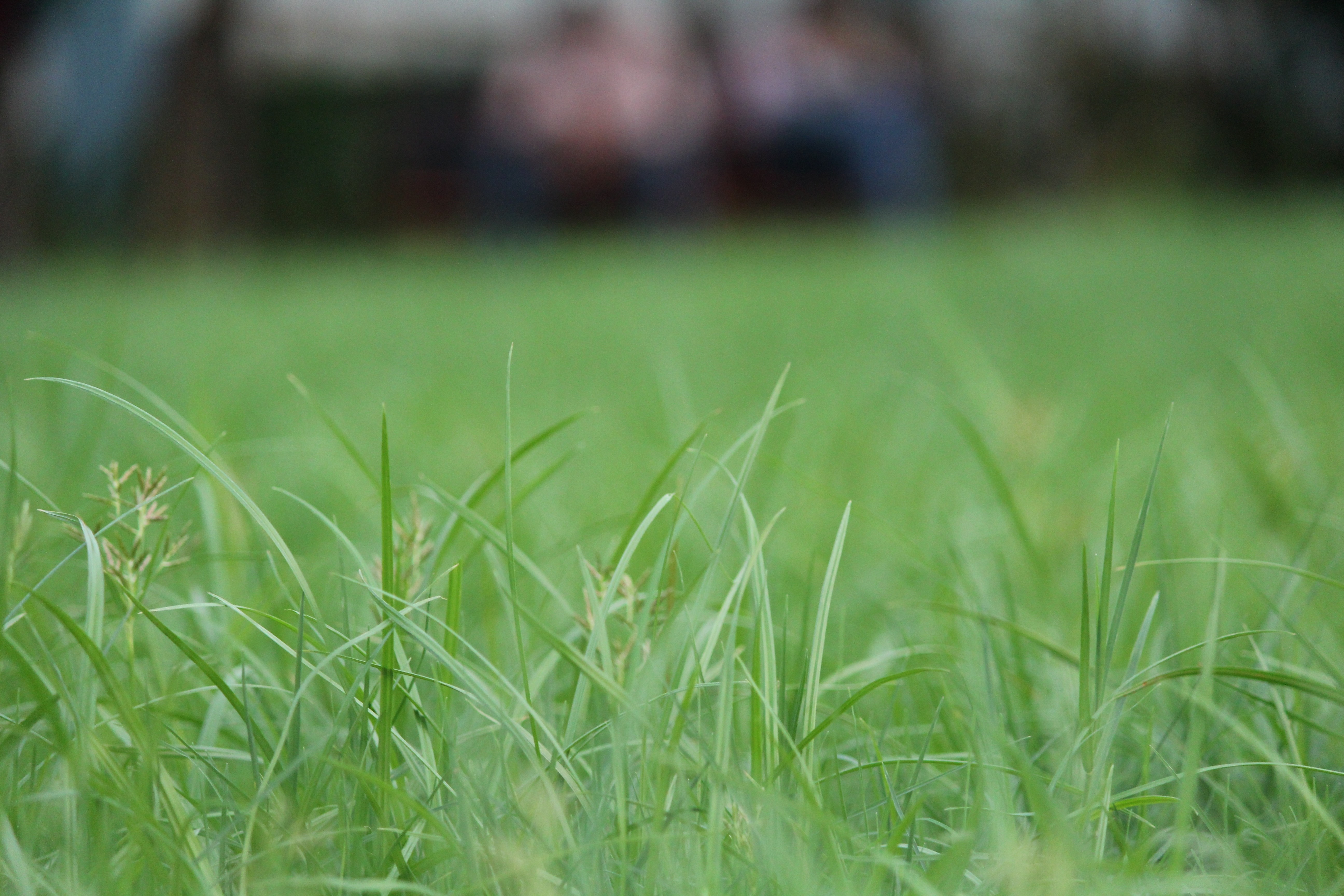 Close-up of green grass with blurred background HD Wallpaper