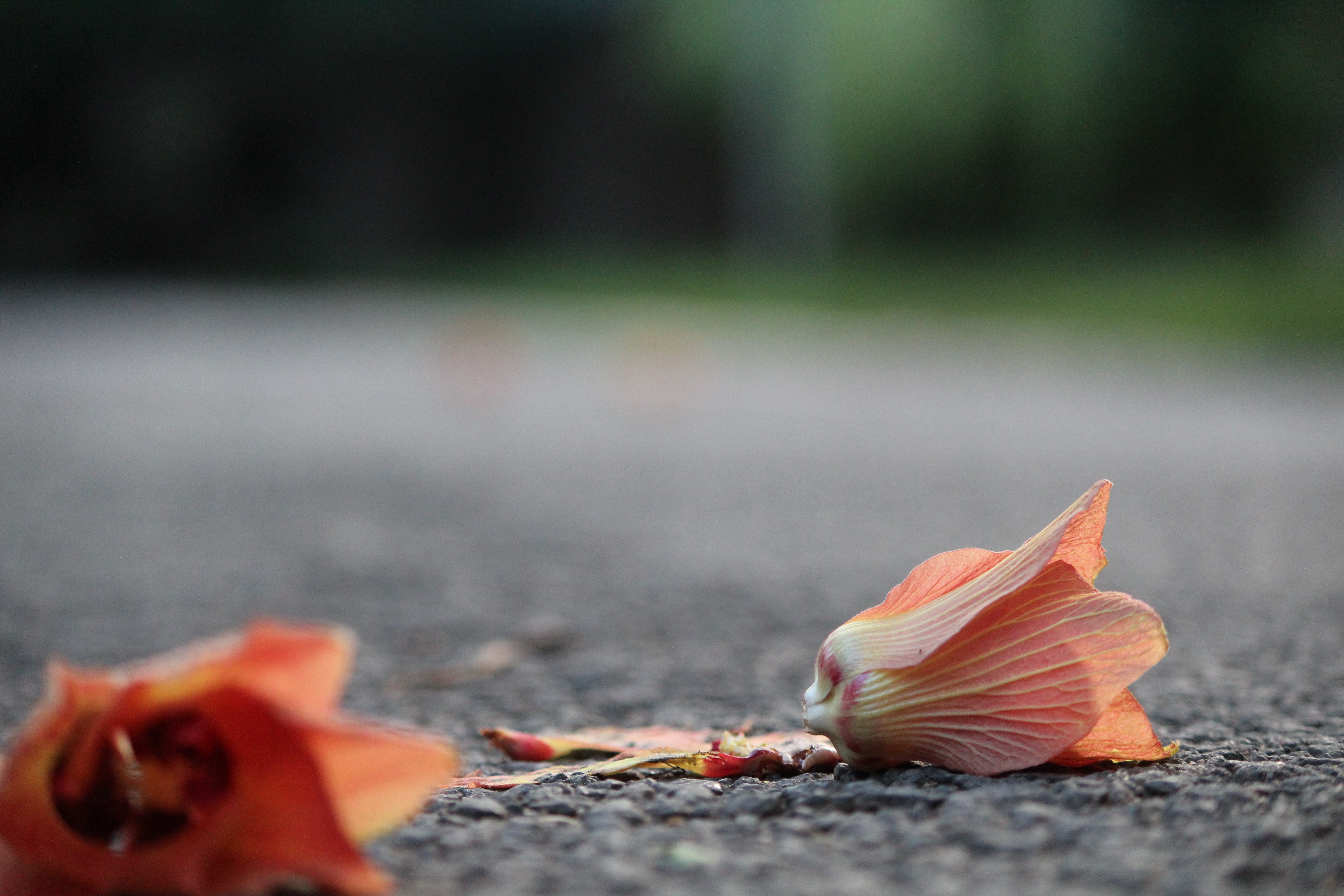 Fallen orange flowers on a paved path HD Wallpaper