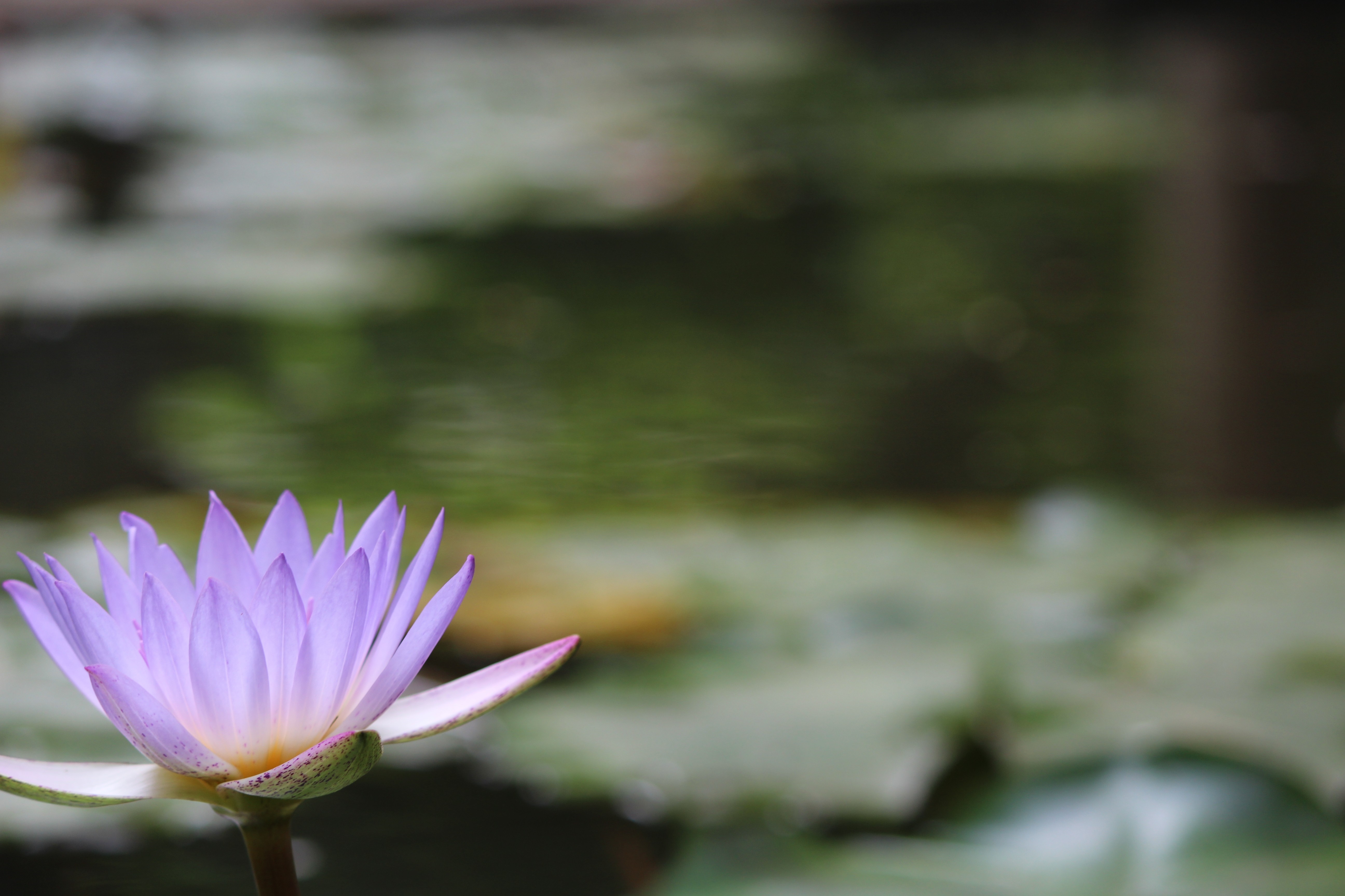 Purple lotus flower on water with lily pads HD Wallpaper