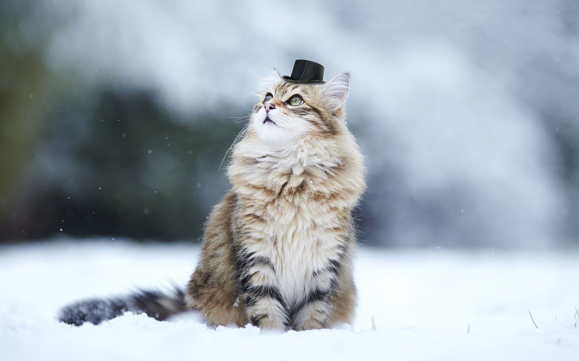 Cat wearing a top hat in the snow HD Wallpaper