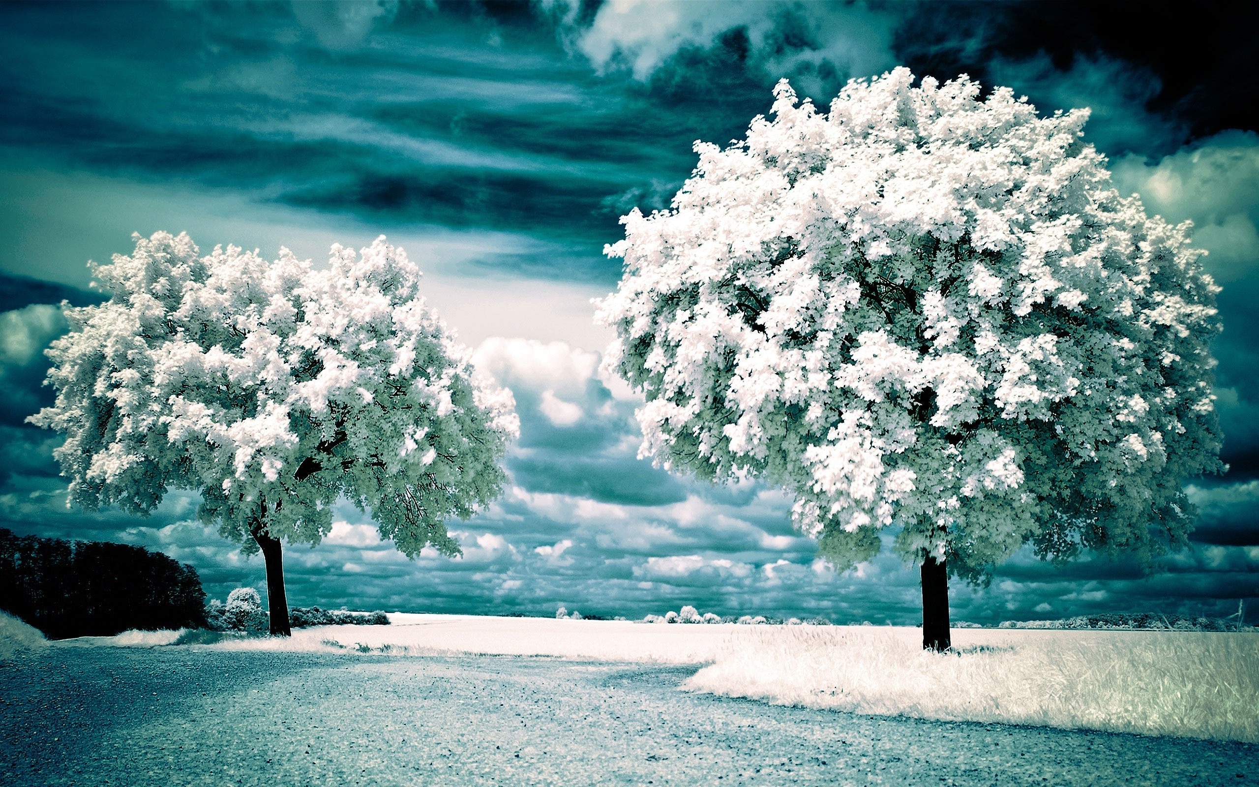Two white trees under a cloudy sky HD Wallpaper