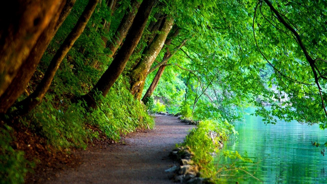 A winding path beside a tranquil lake in a green forest HD Wallpaper