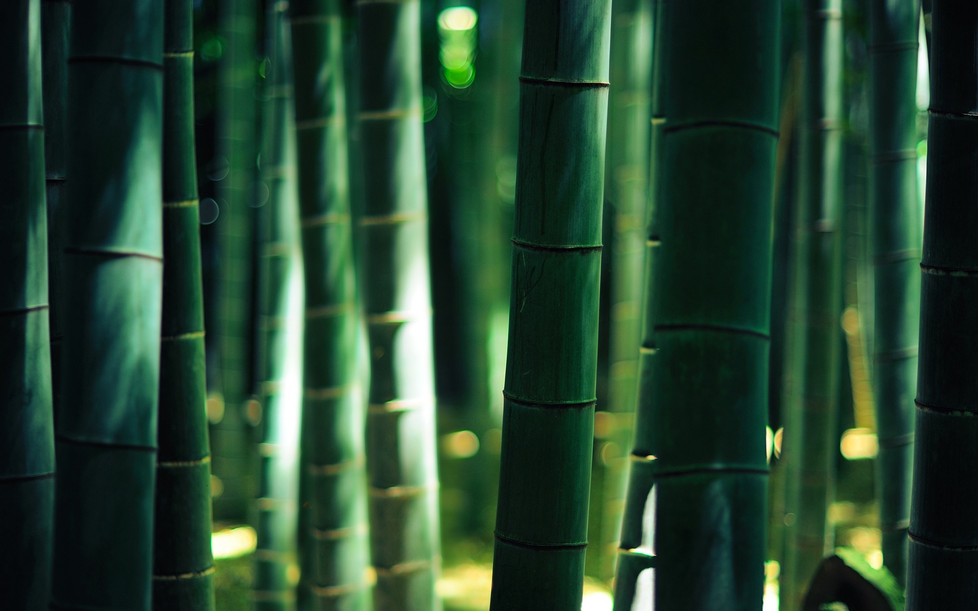 Sunlight filtering through a dense bamboo forest HD Wallpaper
