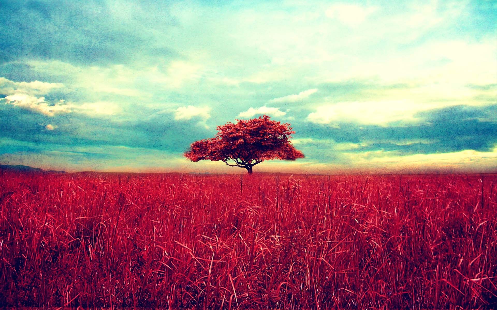 Red field with a lone tree under a cloudy sky HD Wallpaper