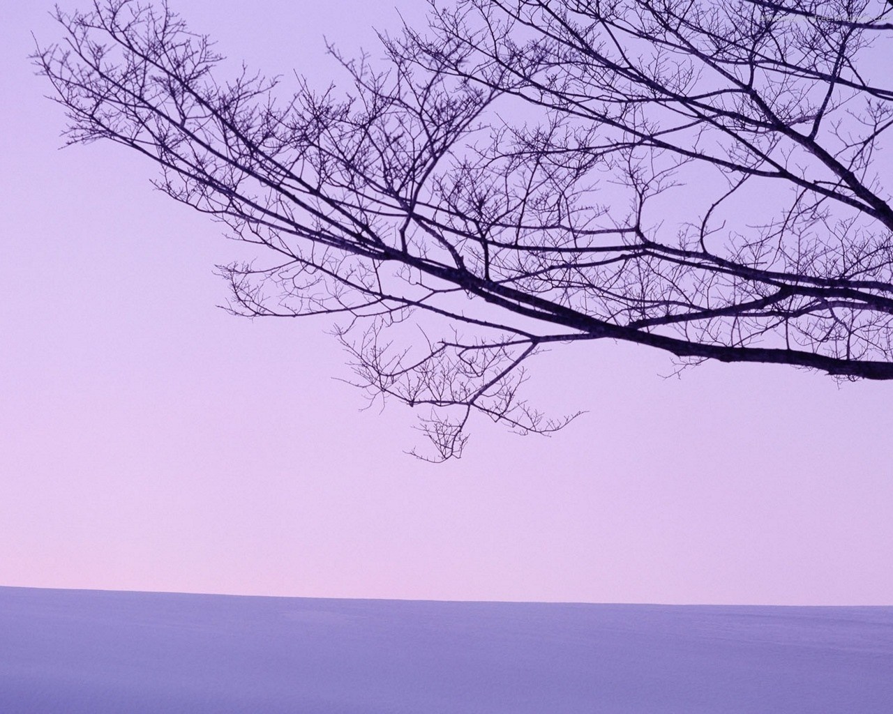 Bare tree branches against a purple sky and snow HD Wallpaper