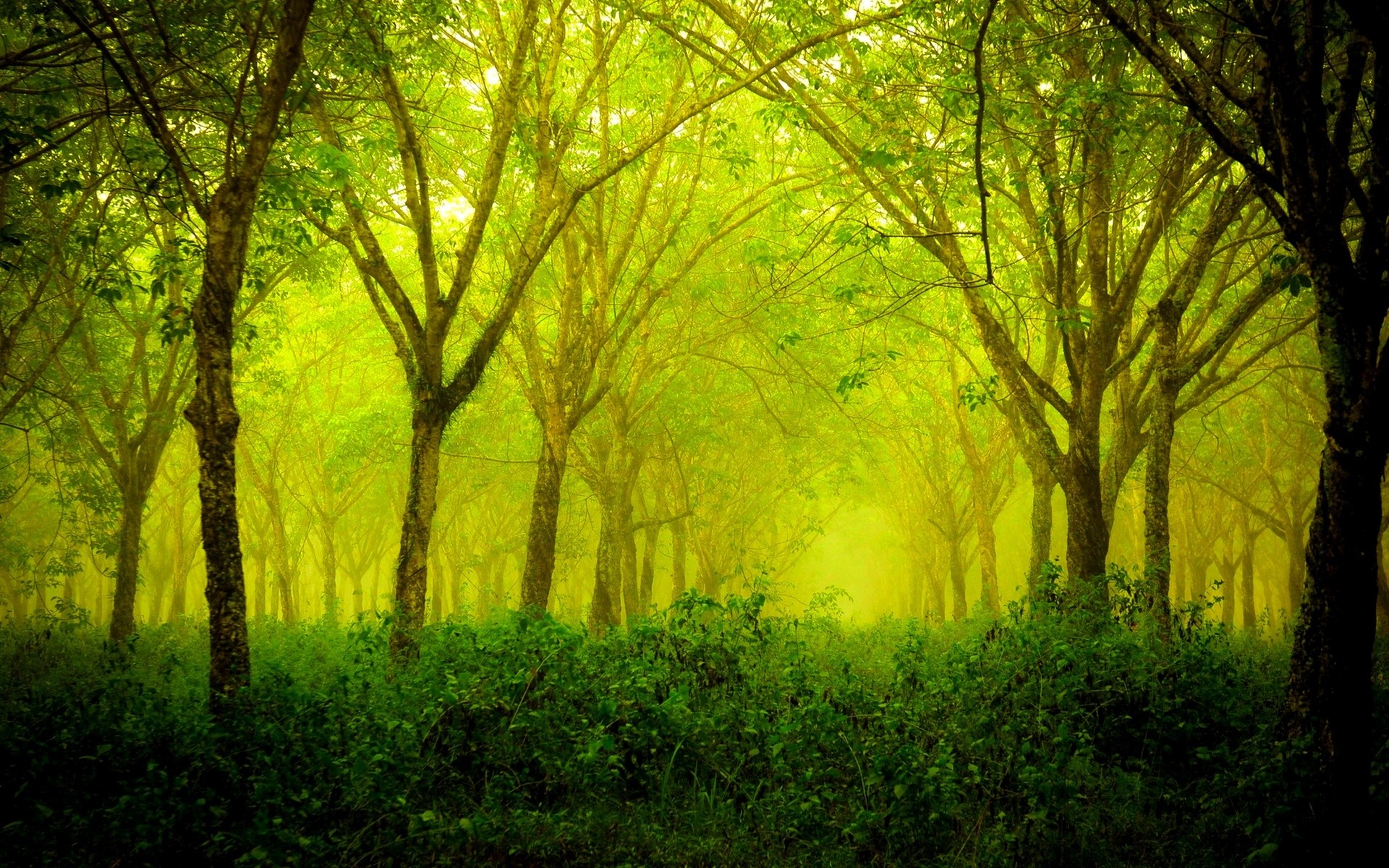 Sunlight filtering through a misty green forest HD Wallpaper