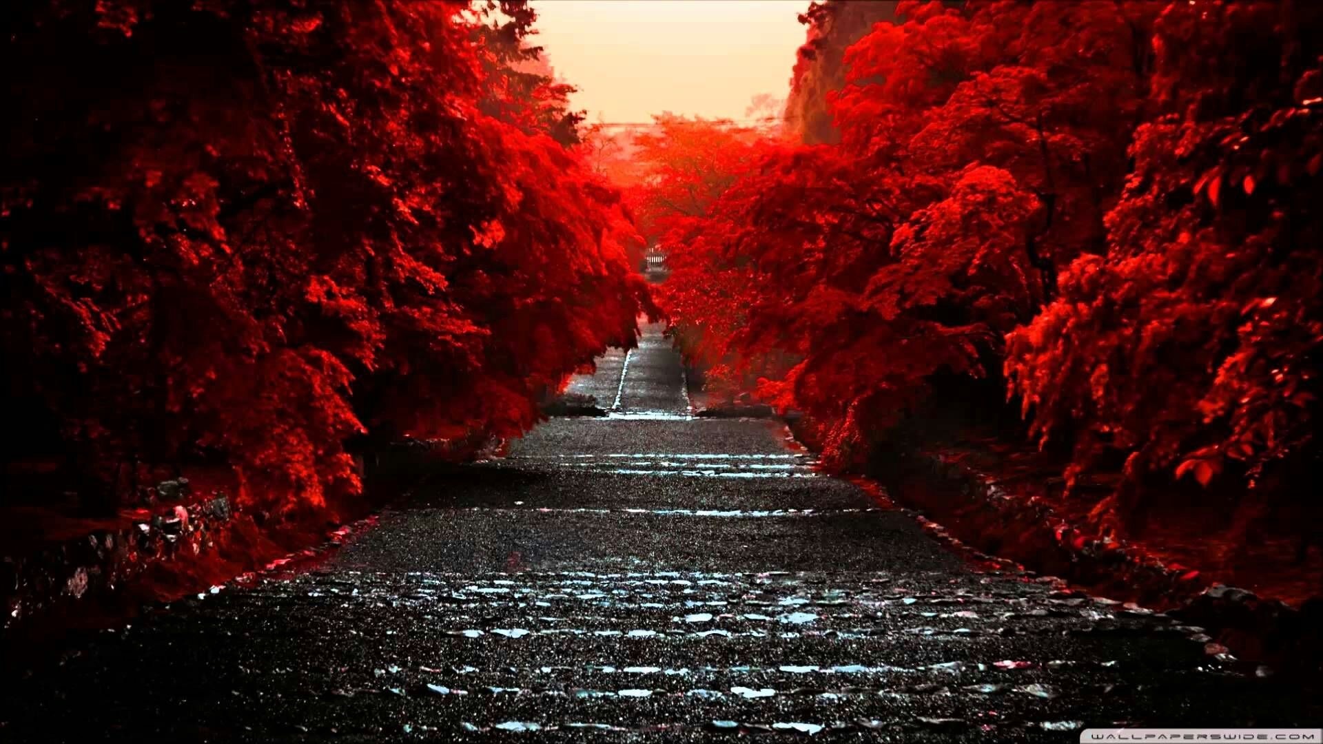 Path lined with red trees during sunset HD Wallpaper