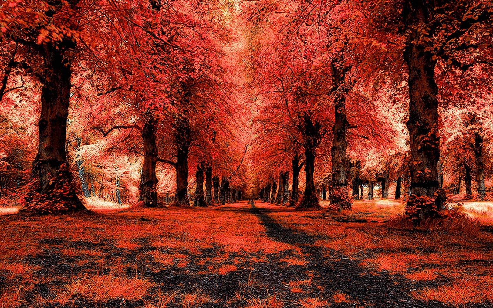 Autumn forest path with red leaves HD Wallpaper