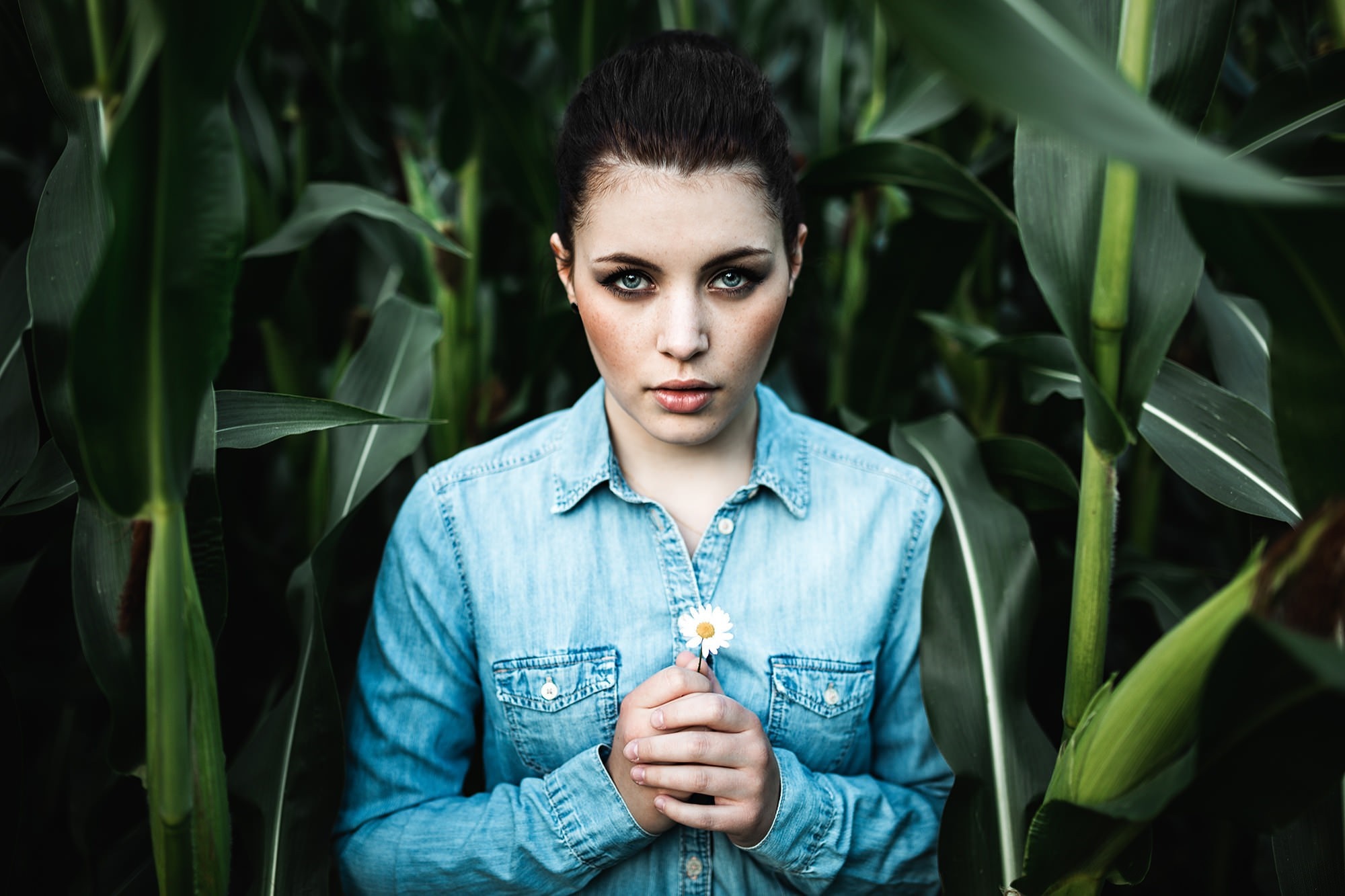 Woman in denim shirt holding a daisy in a cornfield HD Wallpaper