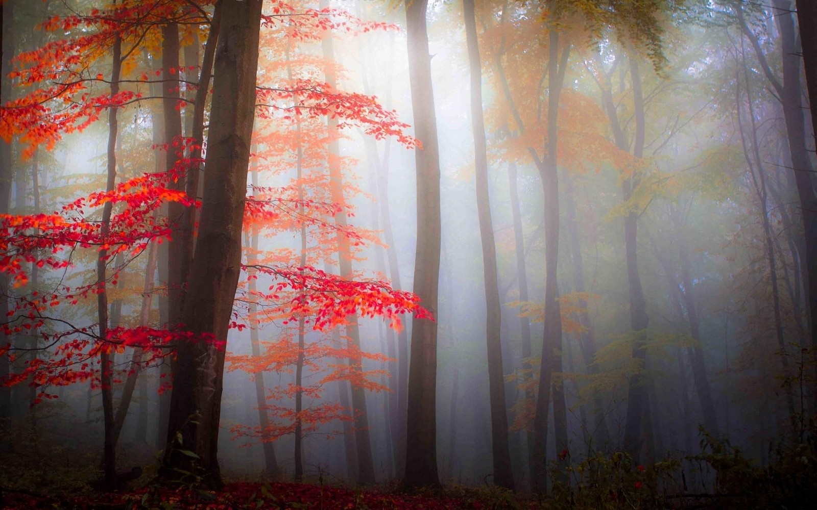 Misty forest with red and orange autumn leaves HD Wallpaper