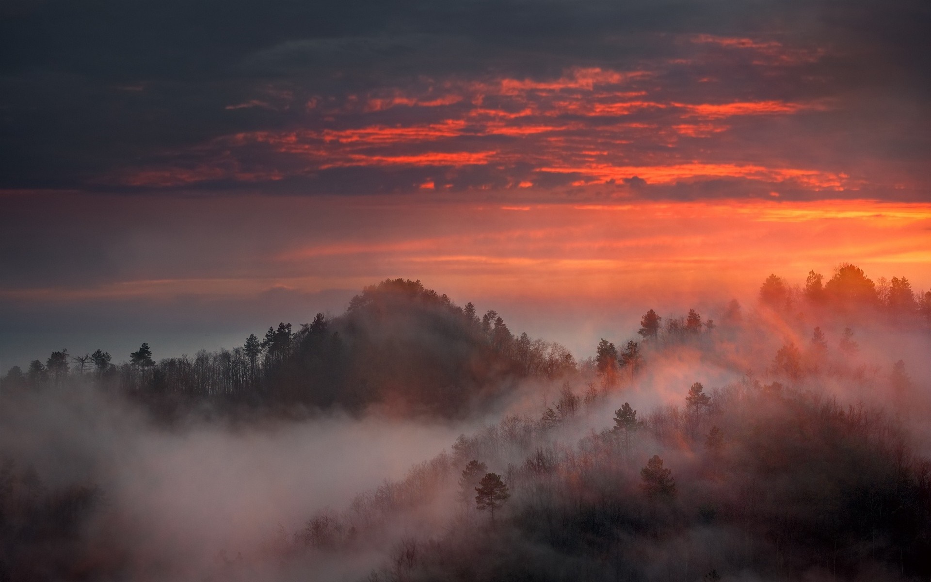 Misty forest landscape at sunset with red sky HD Wallpaper