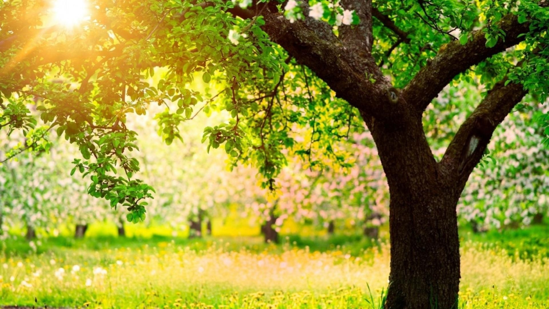 Sunlight filtering through green trees in a meadow HD Wallpaper