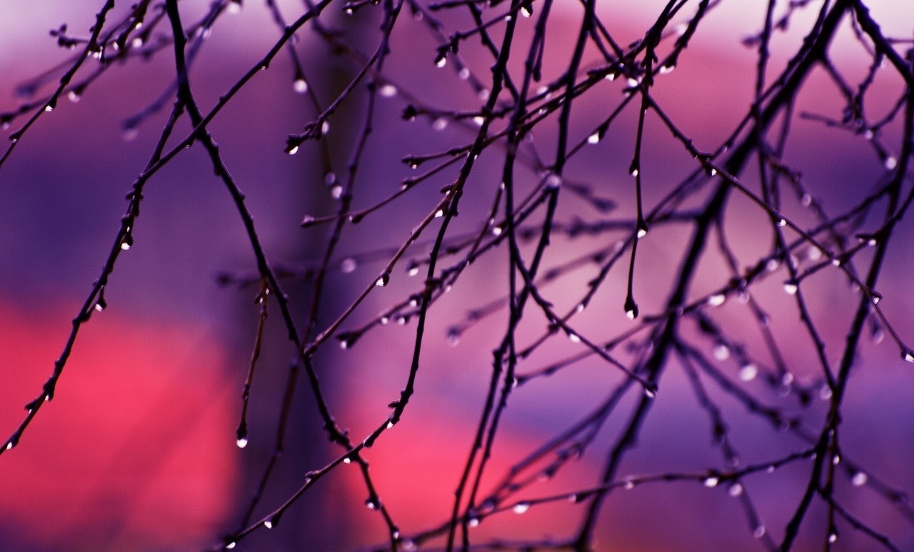 Close-up of wet branches with purple and pink background HD Wallpaper