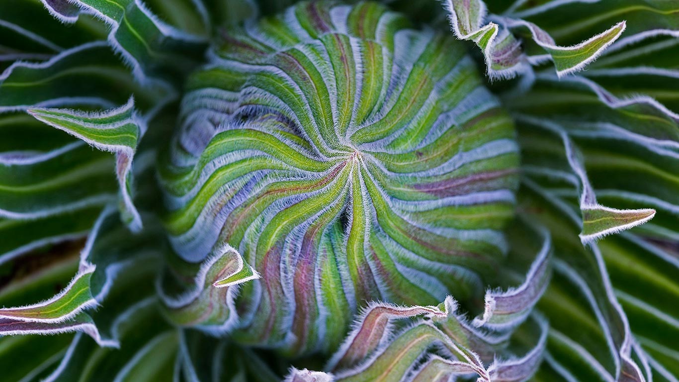 Close-up of a swirling green plant bud with purple accents HD Wallpaper