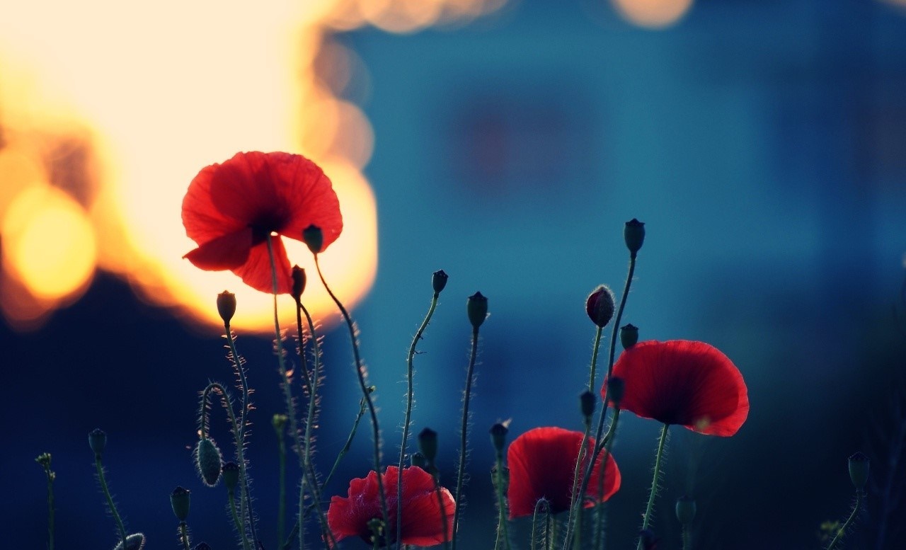 Red poppies in silhouette against a sunset HD Wallpaper