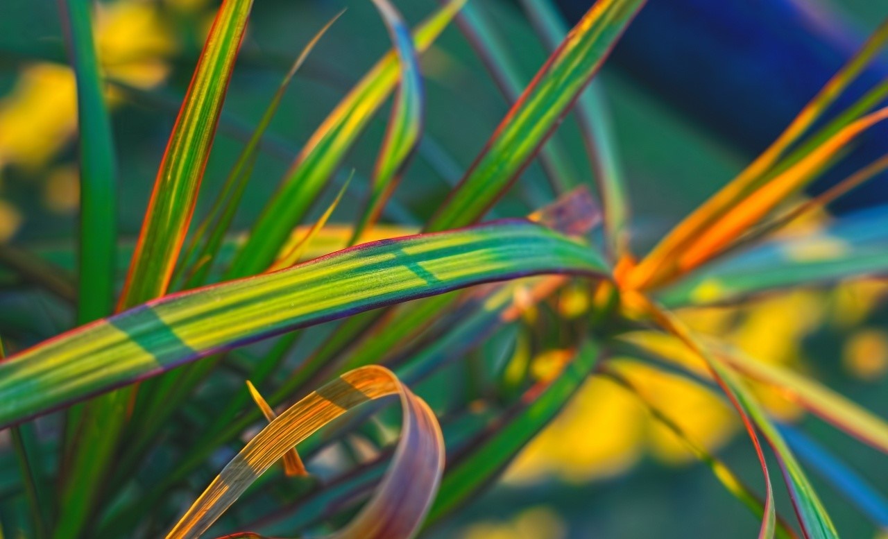 Close up of colorful plant leaves with sunlight HD Wallpaper