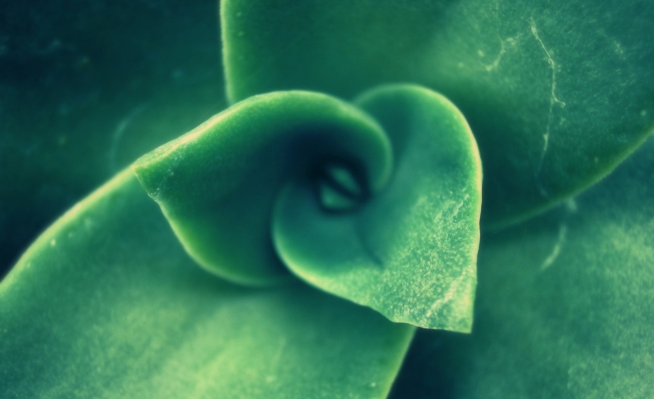 Close up of a green succulent plant HD Wallpaper