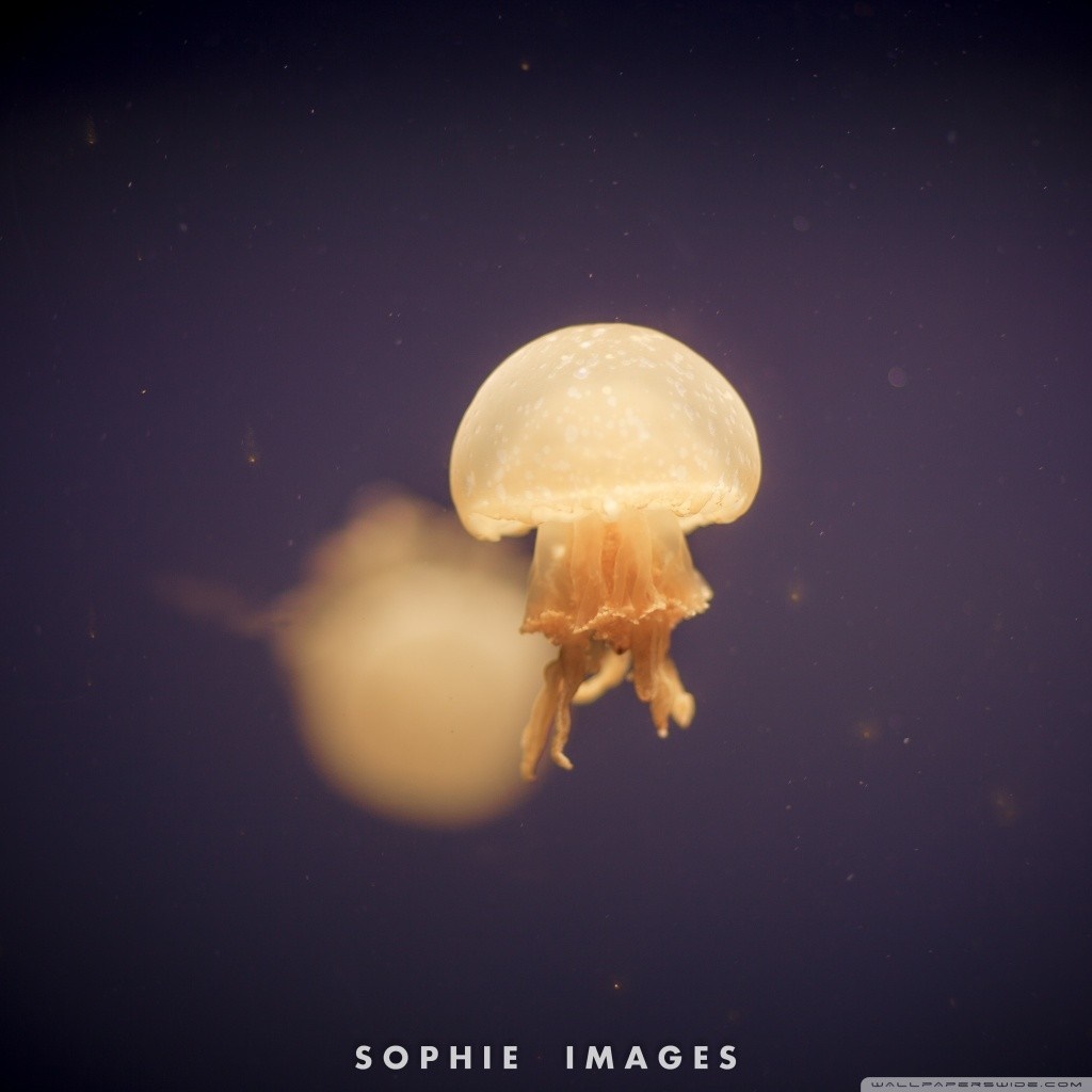 A translucent jellyfish floats in dark water HD Wallpaper