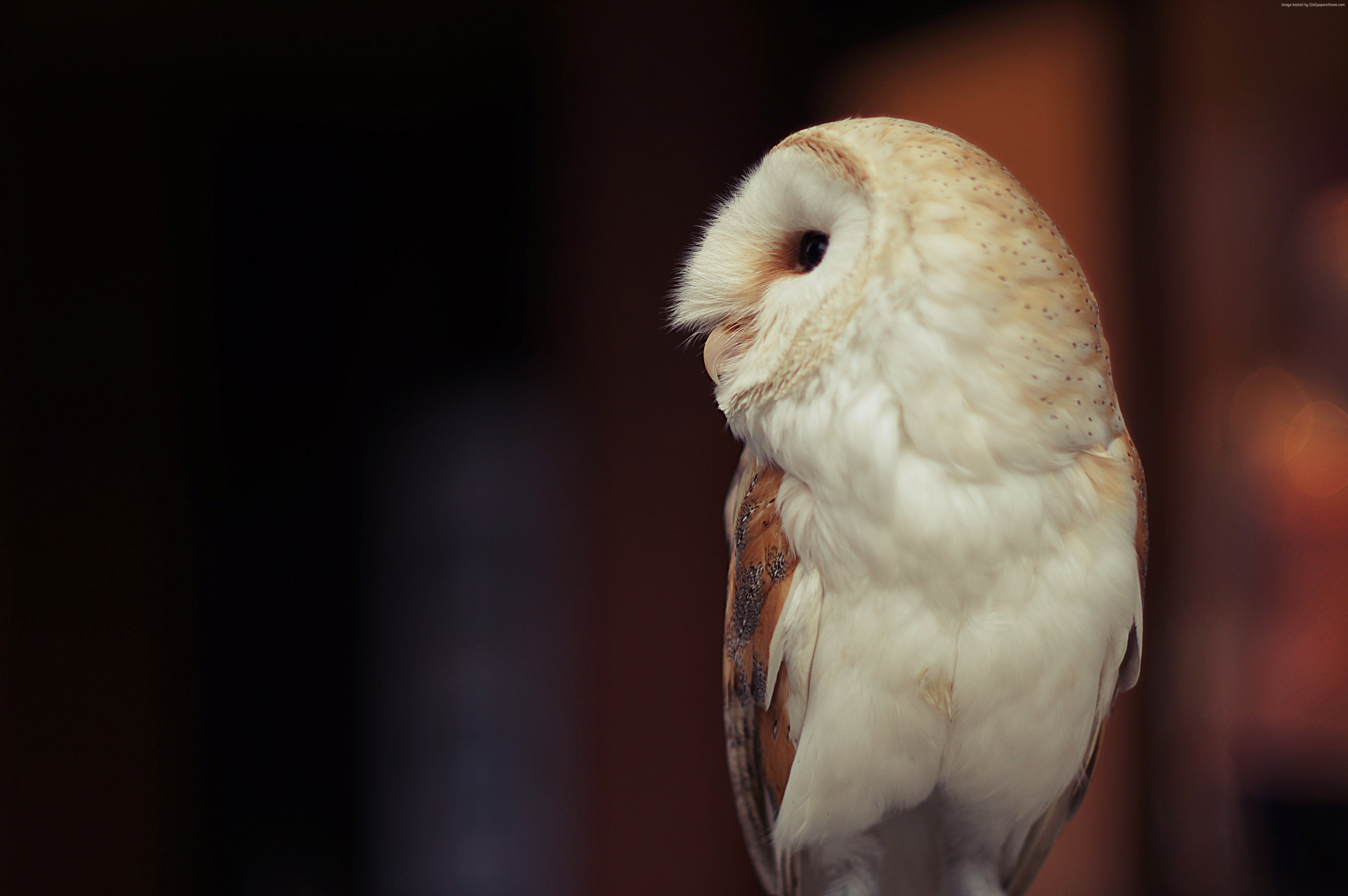 Barn owl perched against a dark background HD Wallpaper